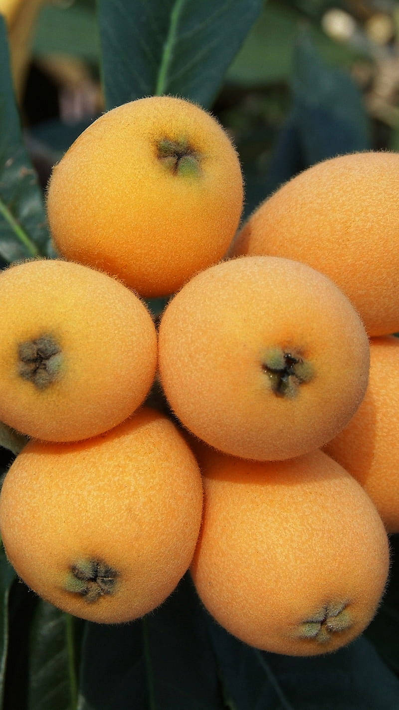 loquat plant fruits, branch, deep green leaves, HD Phone Wallpaper