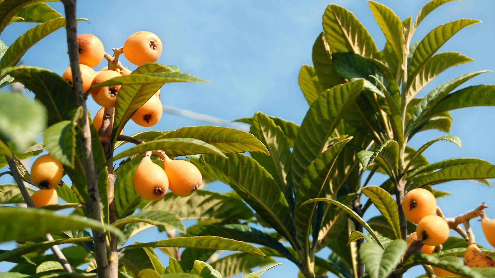 loquat plant, golden loquats, leafy branch, HD Desktop Wallpaper