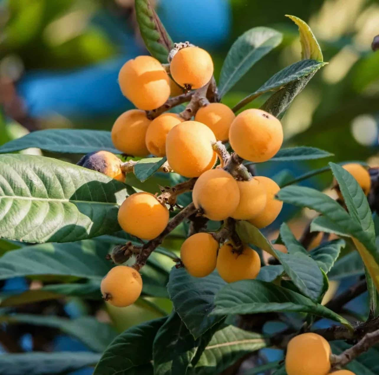 loquat orange fruits, golden loquats, branch, HD Desktop Wallpaper
