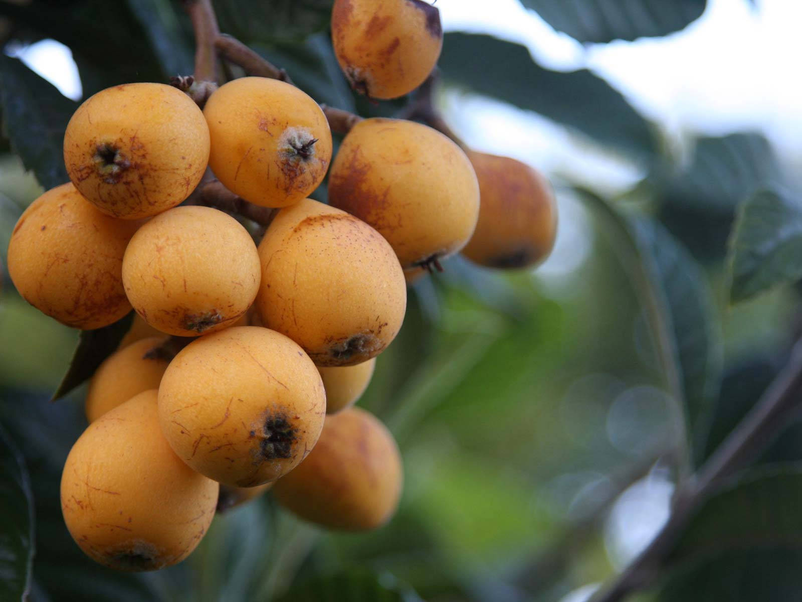 loquat fruits, tree branch, lush green leaves, HD Desktop Wallpaper