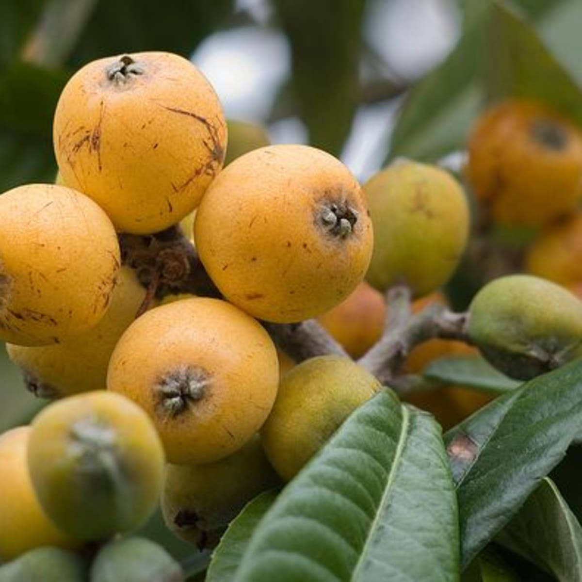 loquat plant, orange fruits, branch, SD Desktop Wallpaper