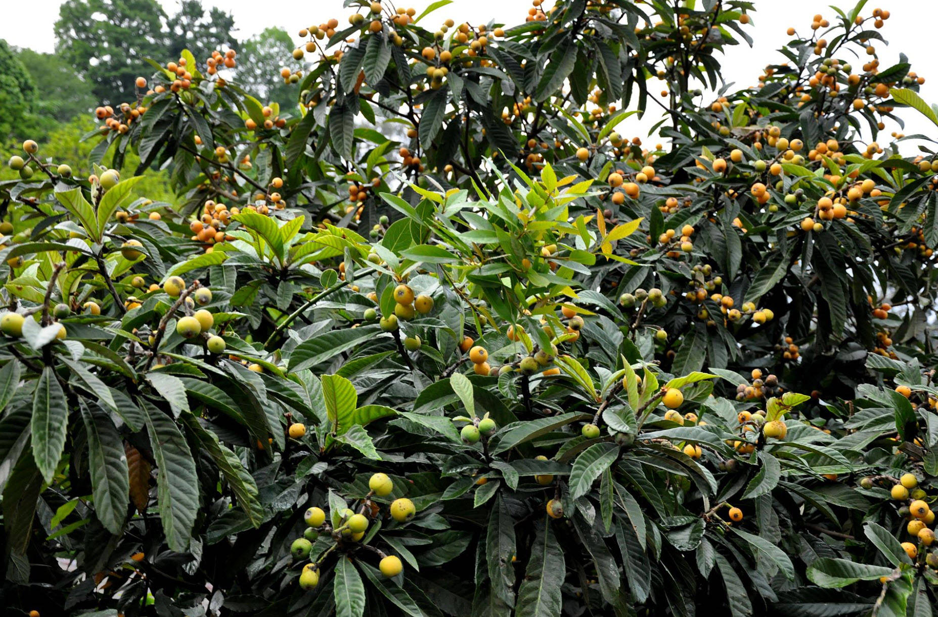loquat plant, yellow fruits, green fruits, HD Desktop Wallpaper
