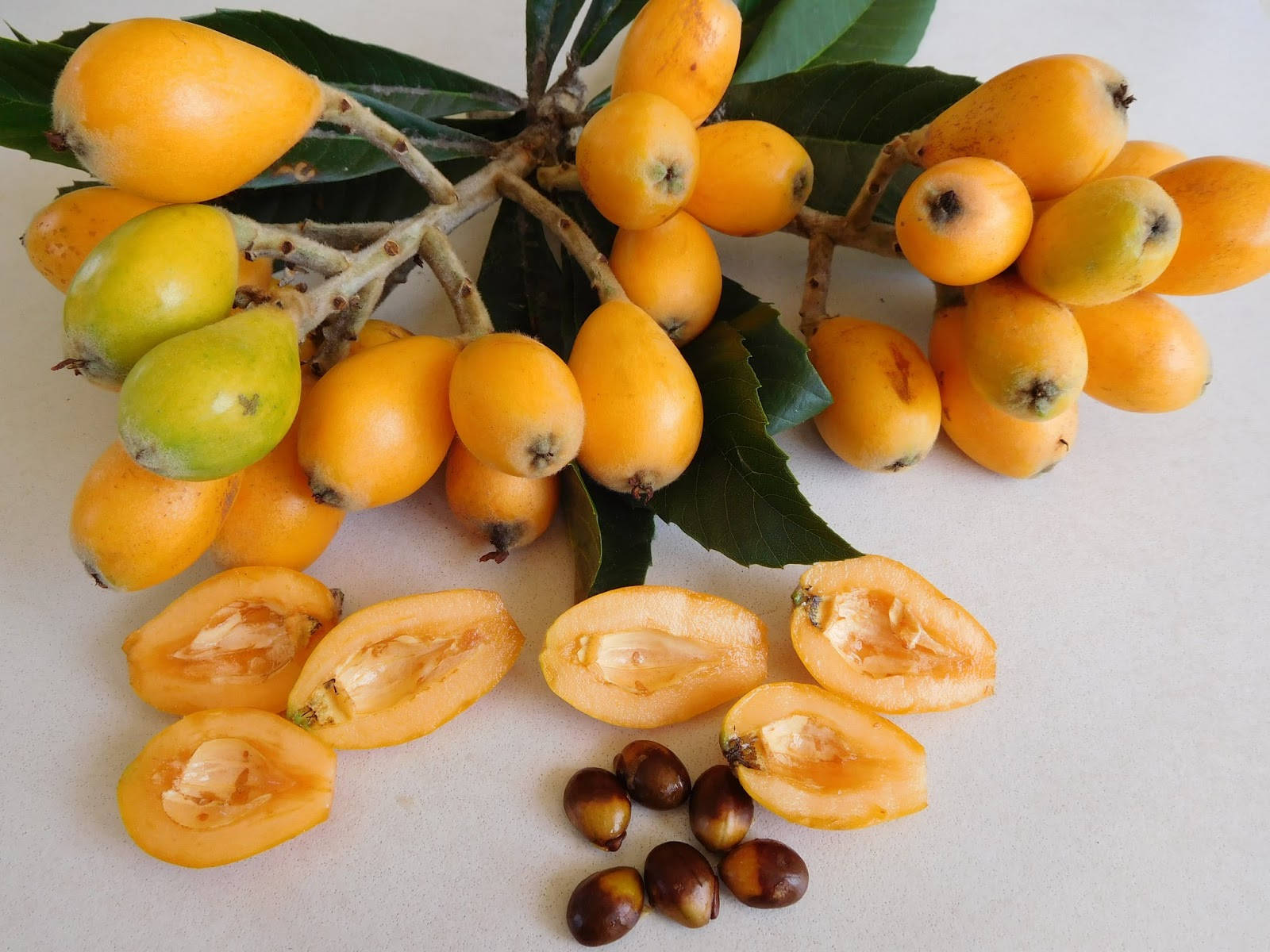loquat plant, loquat fruits, glossy green leaves, HD Desktop Wallpaper