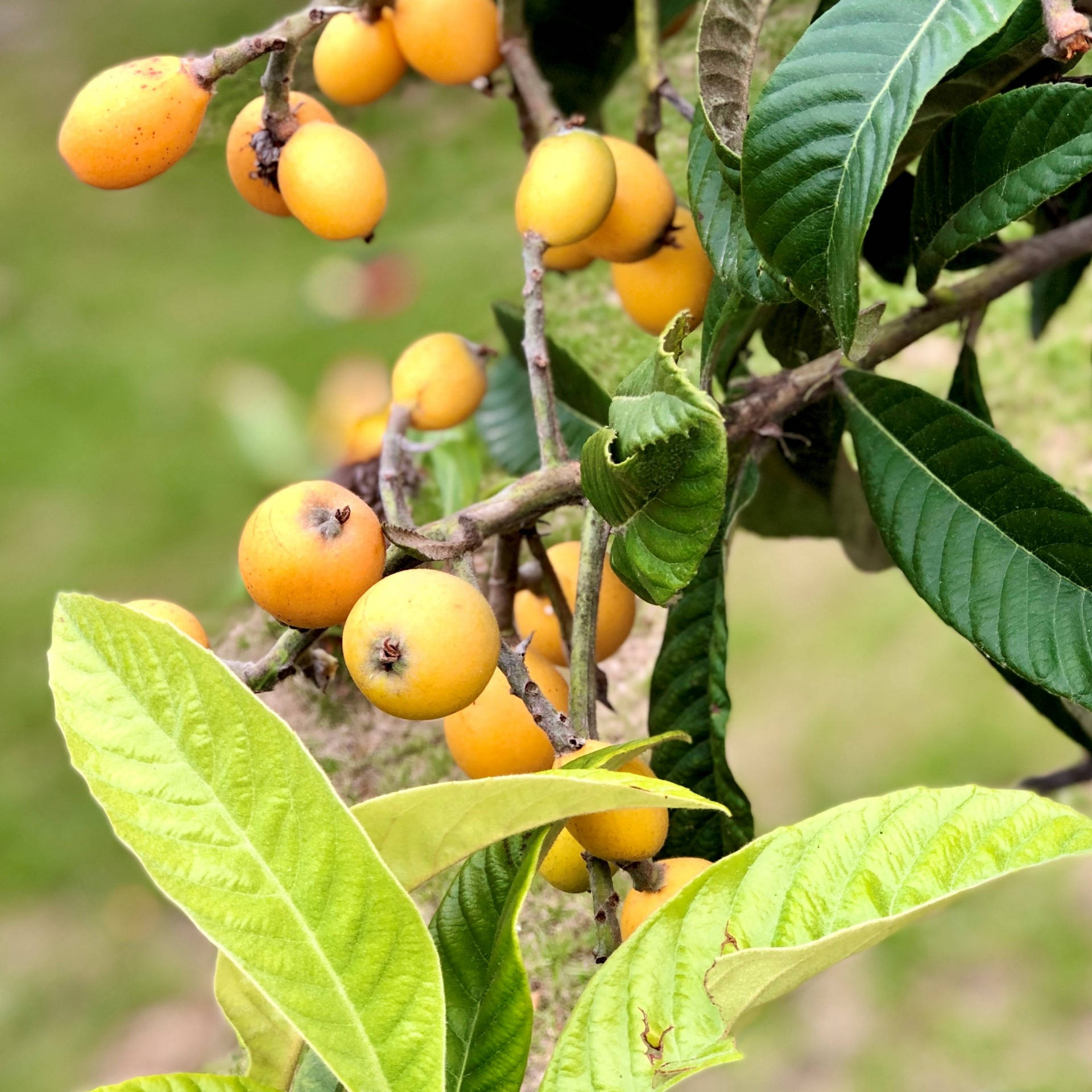 loquat plant, orange fruits, tree, Full HD Desktop Wallpaper