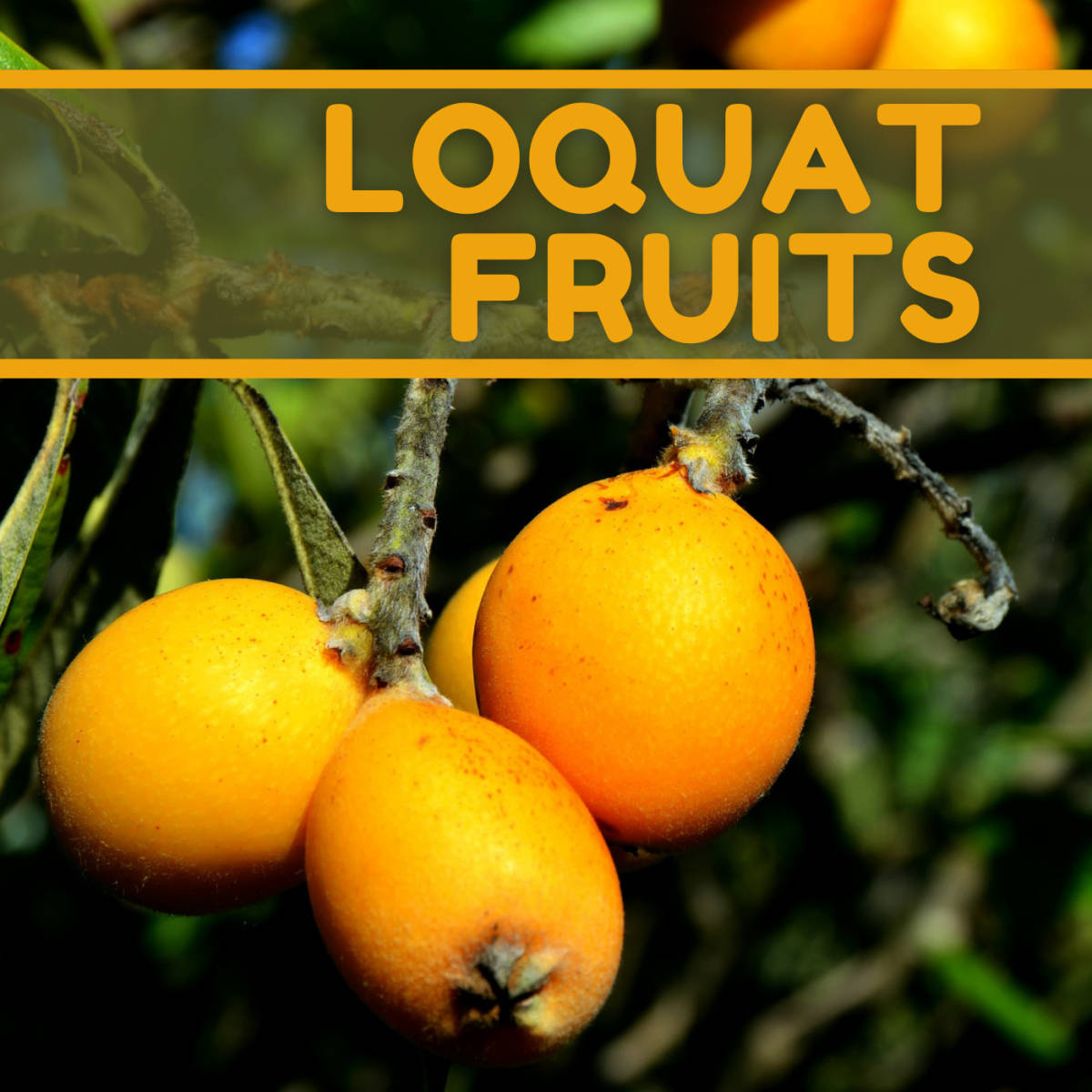 loquat fruits, branch, lush green leaves, SD Desktop Wallpaper