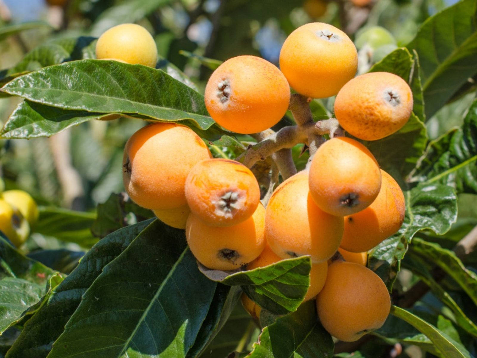 loquat fruits, sunny day, orange loquats, HD Desktop Wallpaper