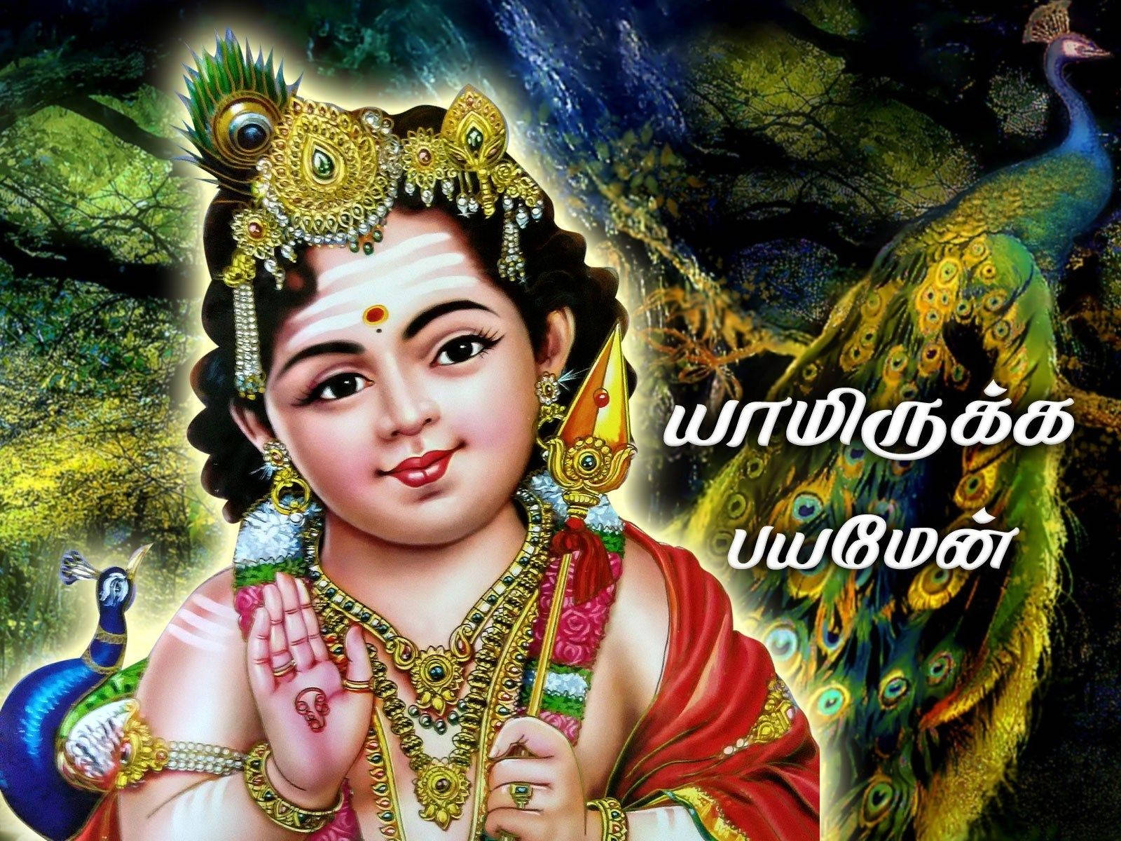 Lord Murugan, big peacock, golden jewelry, HD Desktop Wallpaper
