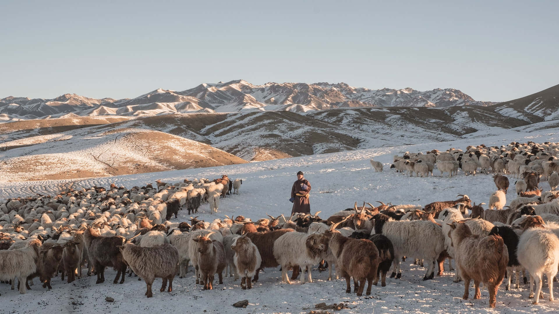 Loro Piana, sheep, snowy mountain valley, Full HD Desktop Wallpaper