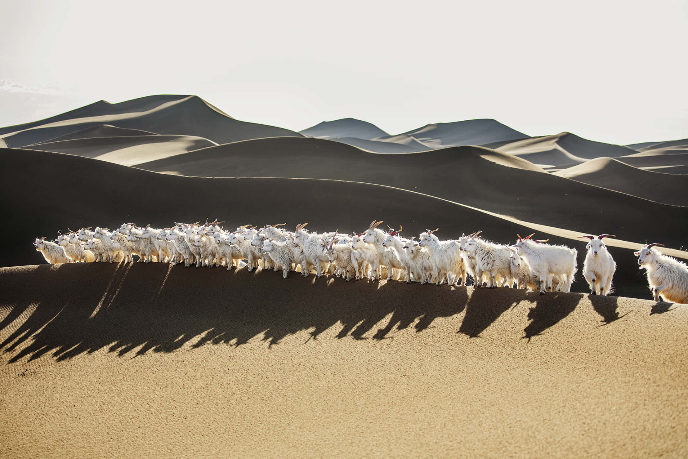 Loro Piana, herd of goats, white goats, Full HD Desktop Wallpaper
