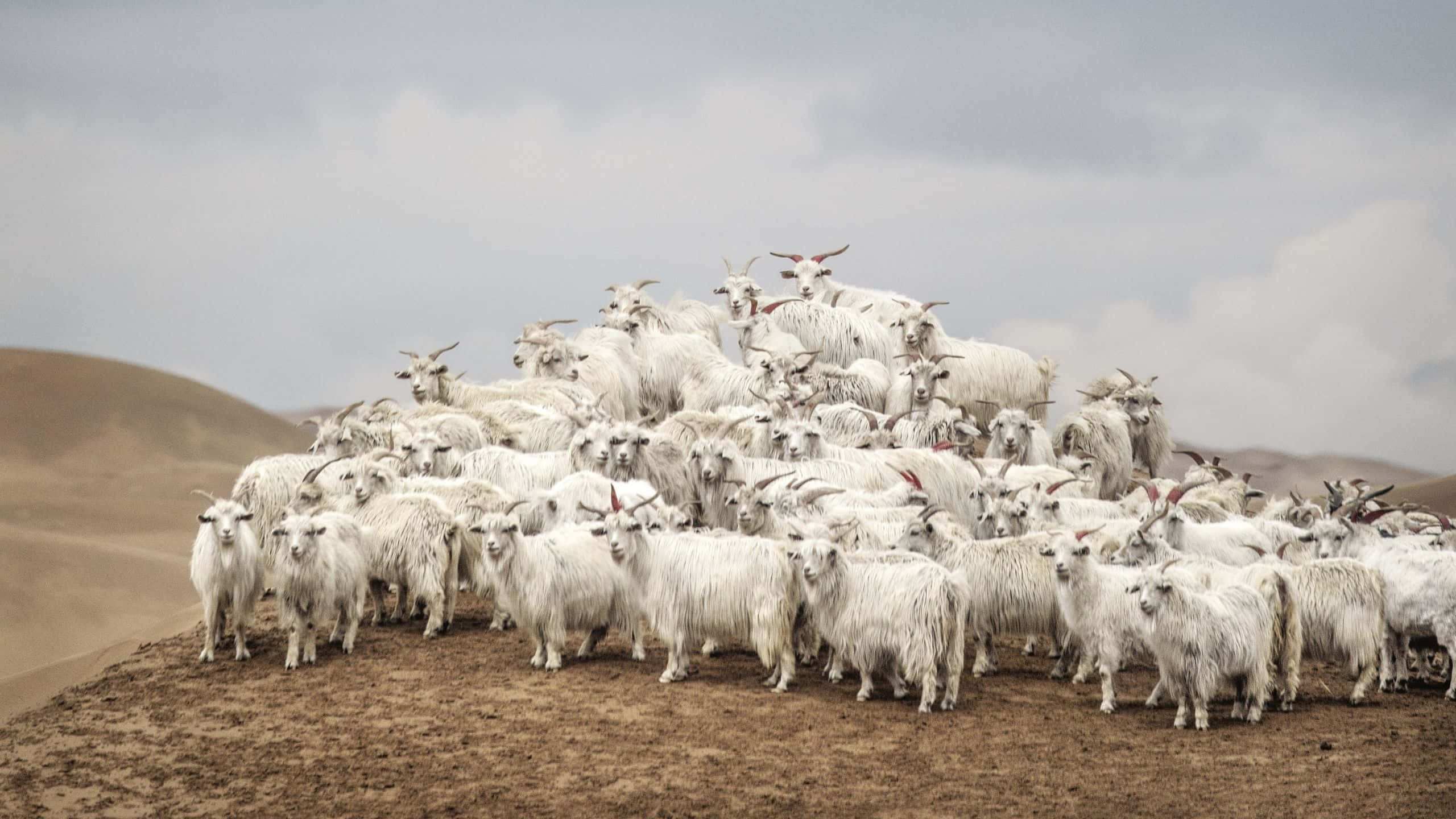 Loro Piana, cashmere goats, white goats, 2K Desktop Wallpaper