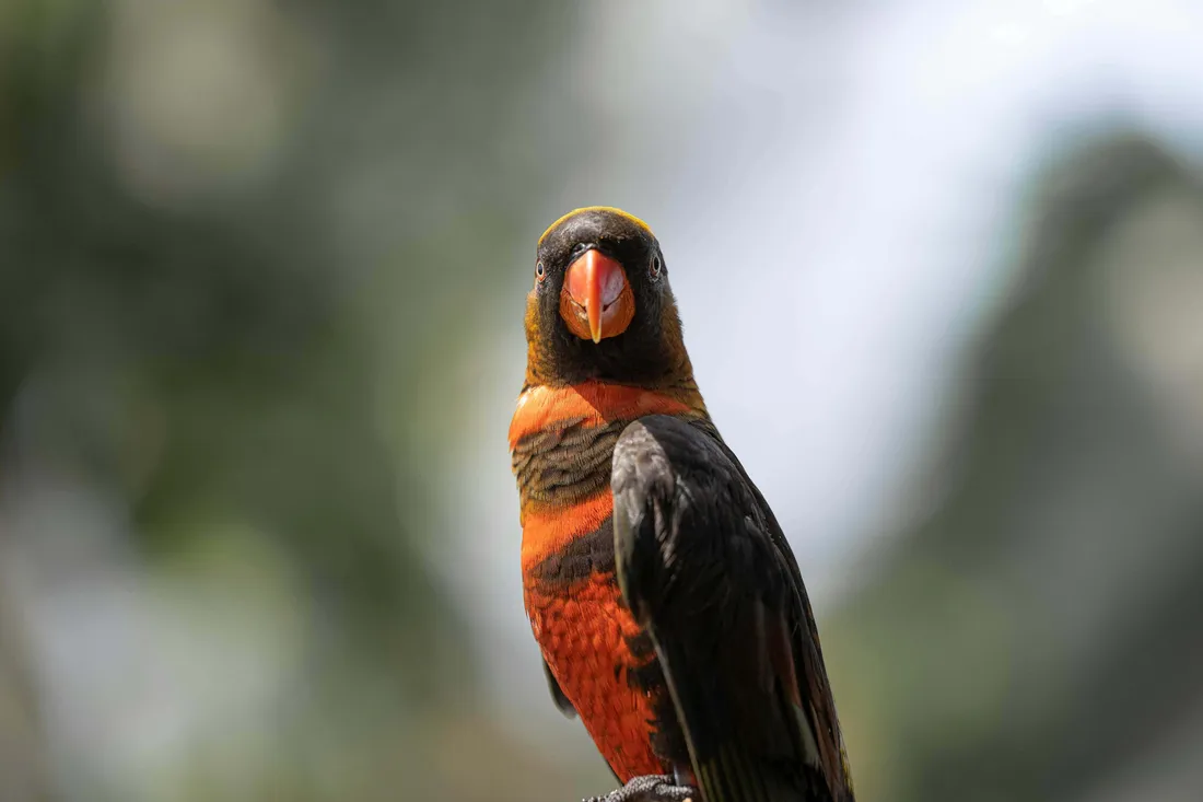 Lory Bird