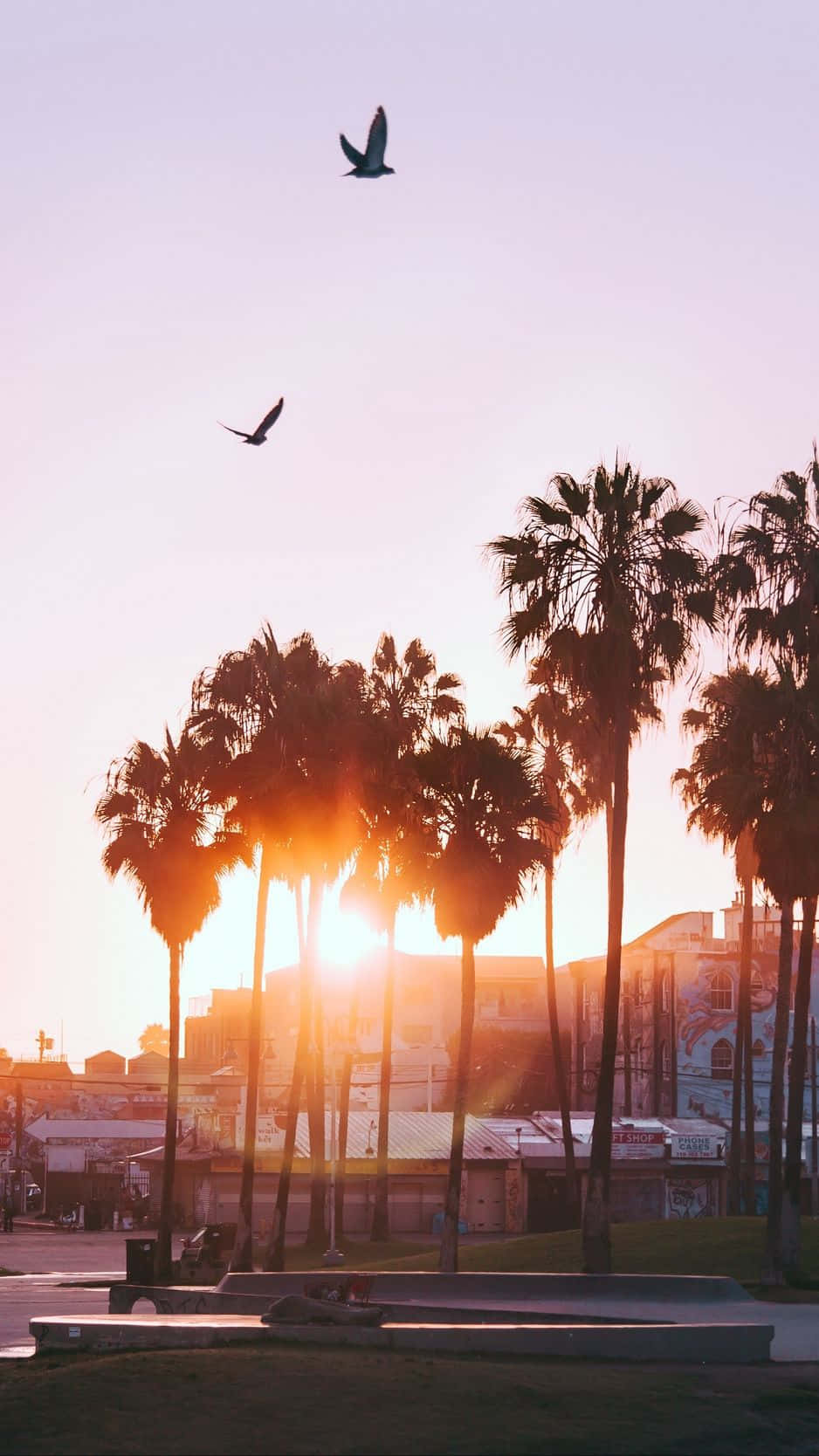 Los Angeles, iPhone, palm trees, HD Phone Wallpaper