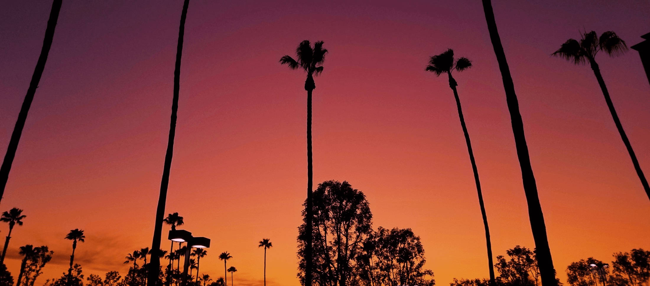 Los Angeles Sunset, palm trees, fiery sunset sky, Full HD Desktop Wallpaper