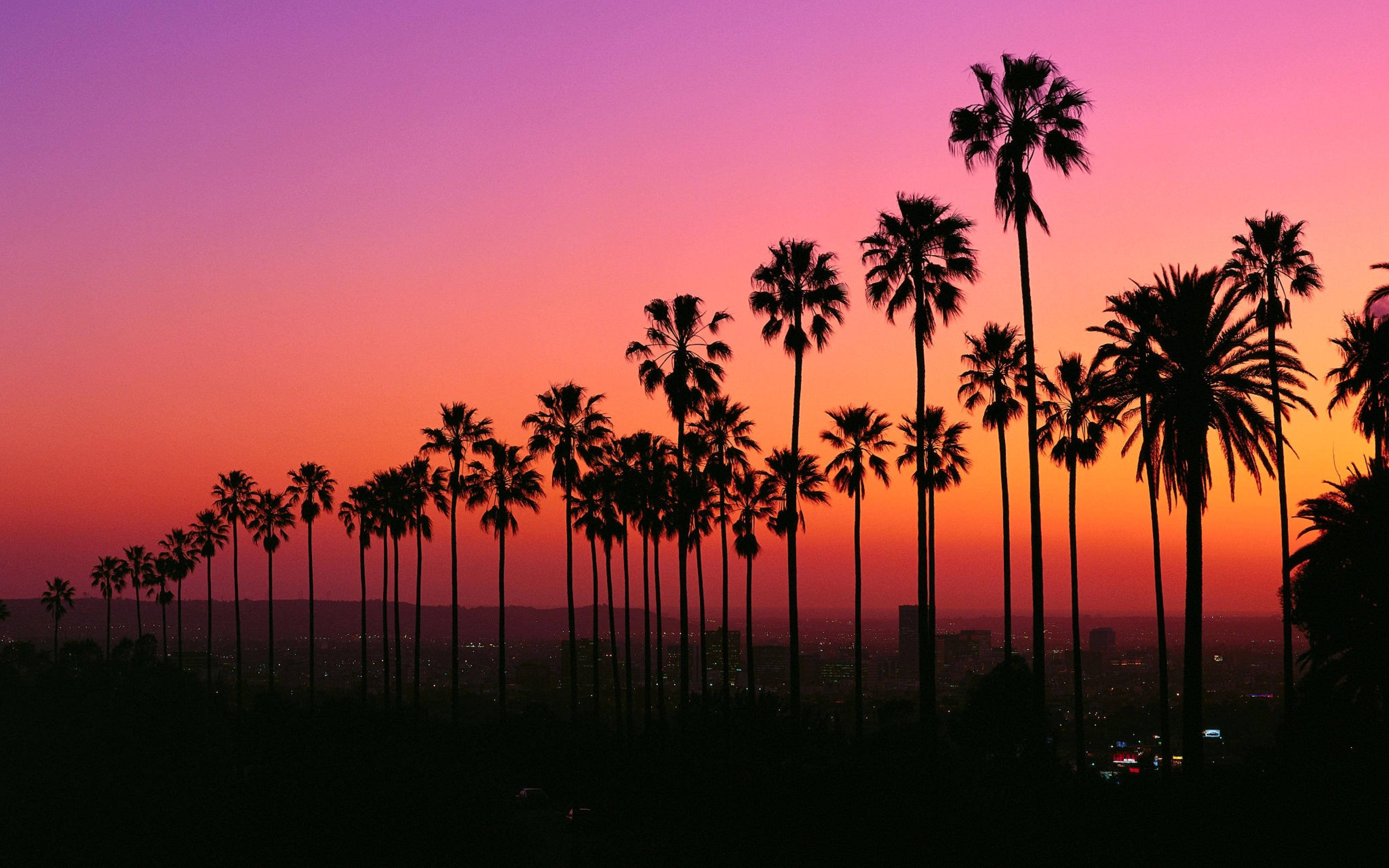 Los Angeles Sunset, palm trees, vibrant sunset sky, 4K Desktop Wallpaper