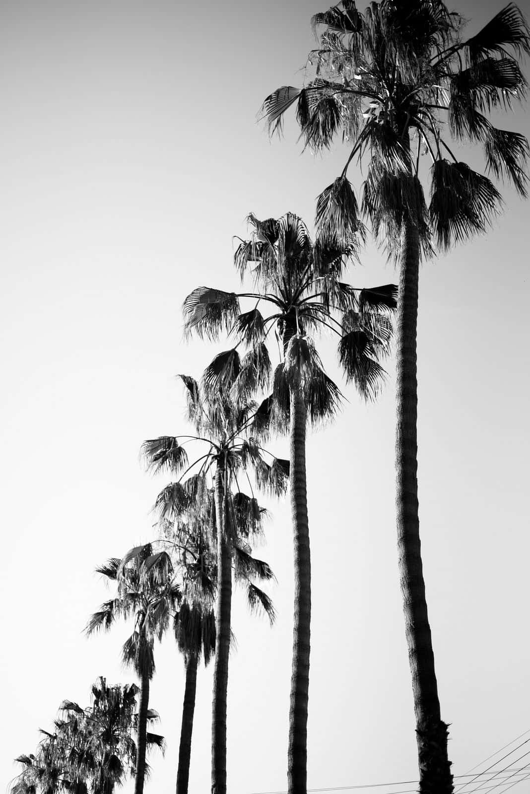 palm tree, black and white, skyward, HD Phone Wallpaper