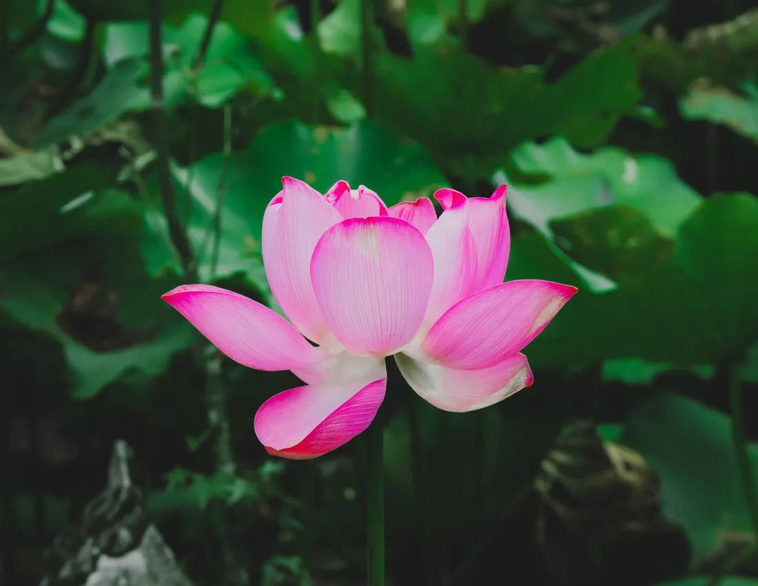 Lotus flower