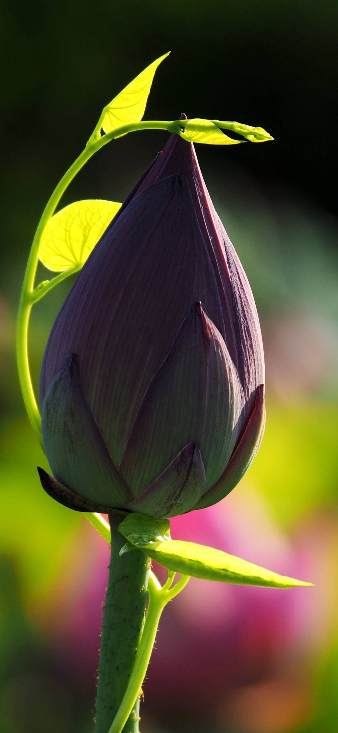 lotus bud, deep purple, glowing with backlight, Full HD Phone Wallpaper
