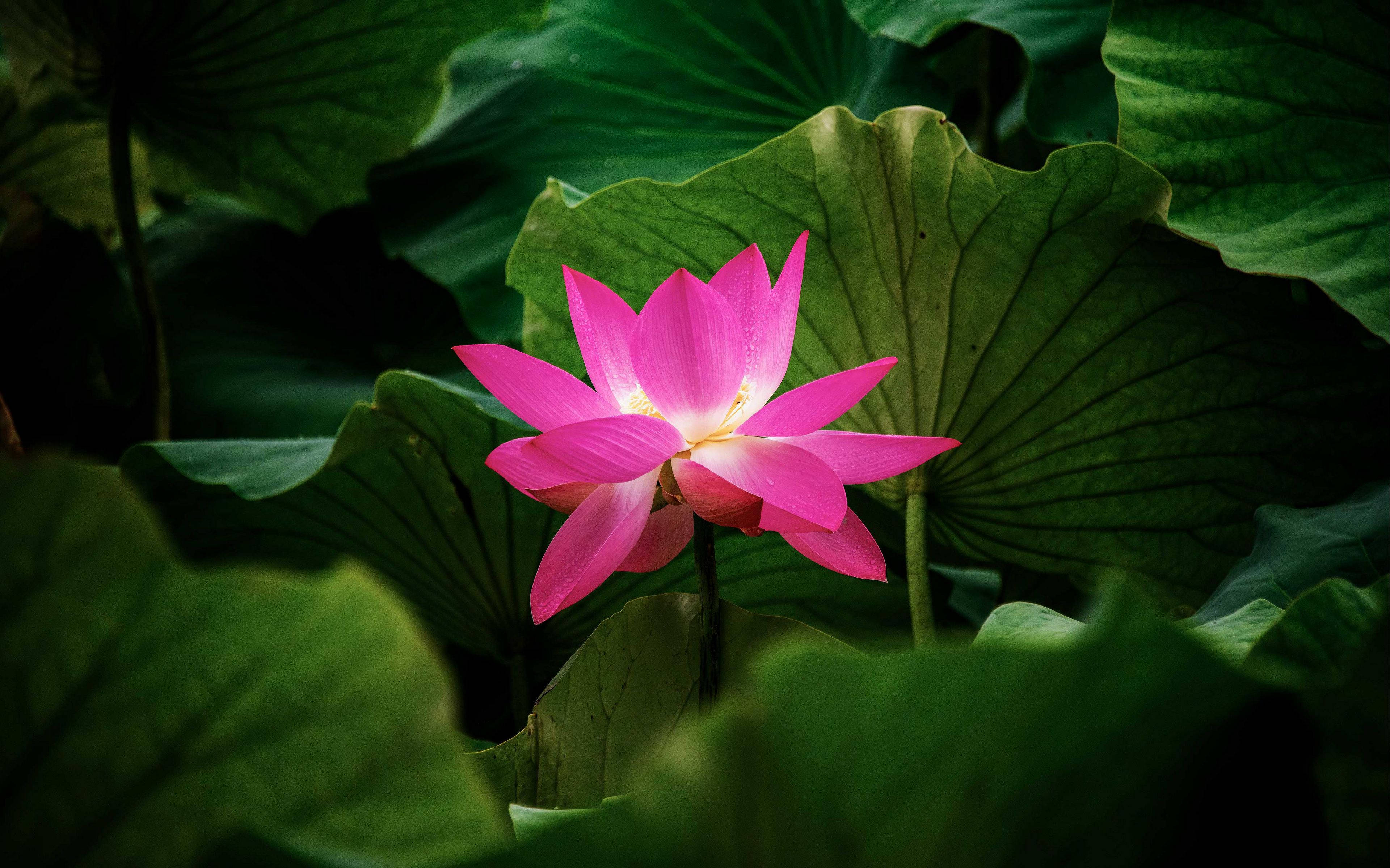 pink lotus, dark green lily pads, tranquil pond, 4K Desktop Wallpaper