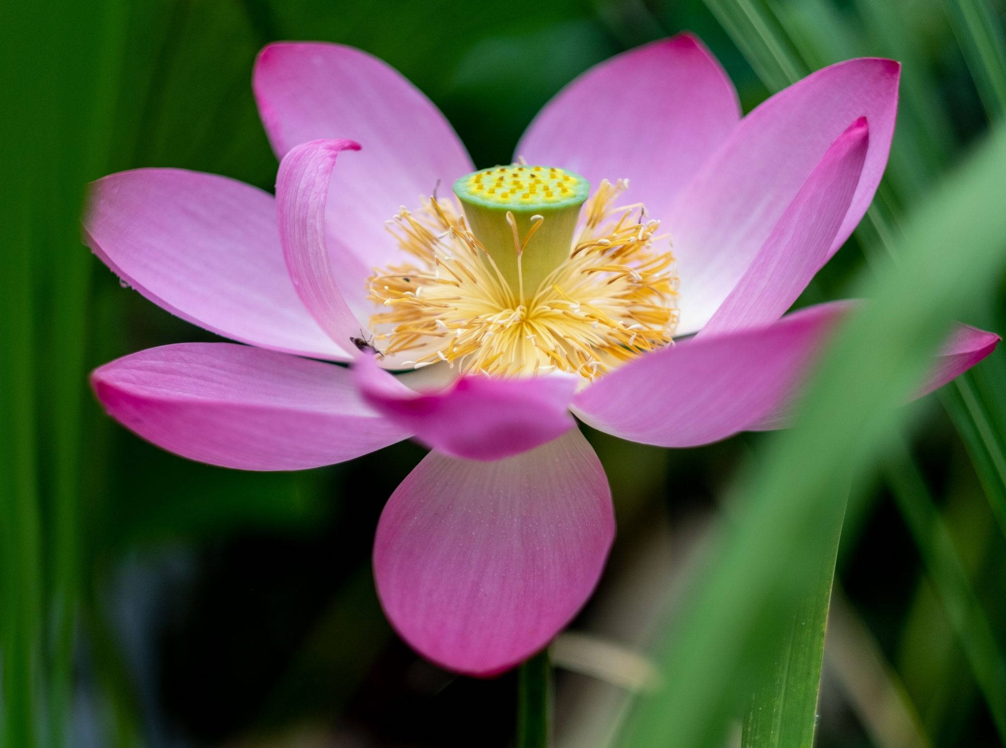 blossom lotus flower, vibrant pink lotus flower, yellow stamens, Full HD Desktop Wallpaper