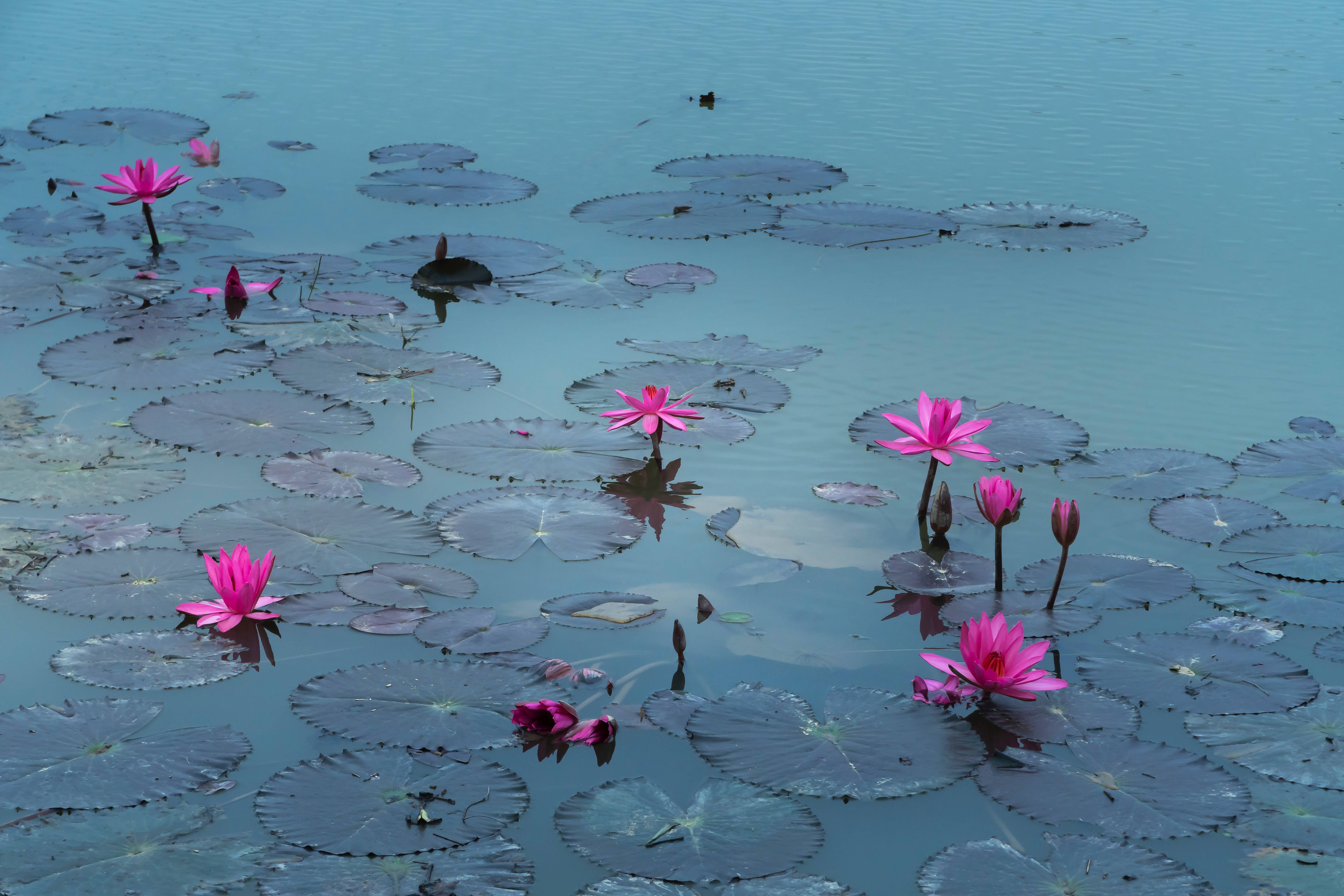 pond of lotus flowers, vibrant pink water lilies, large green lily pads, 5K Desktop Wallpaper