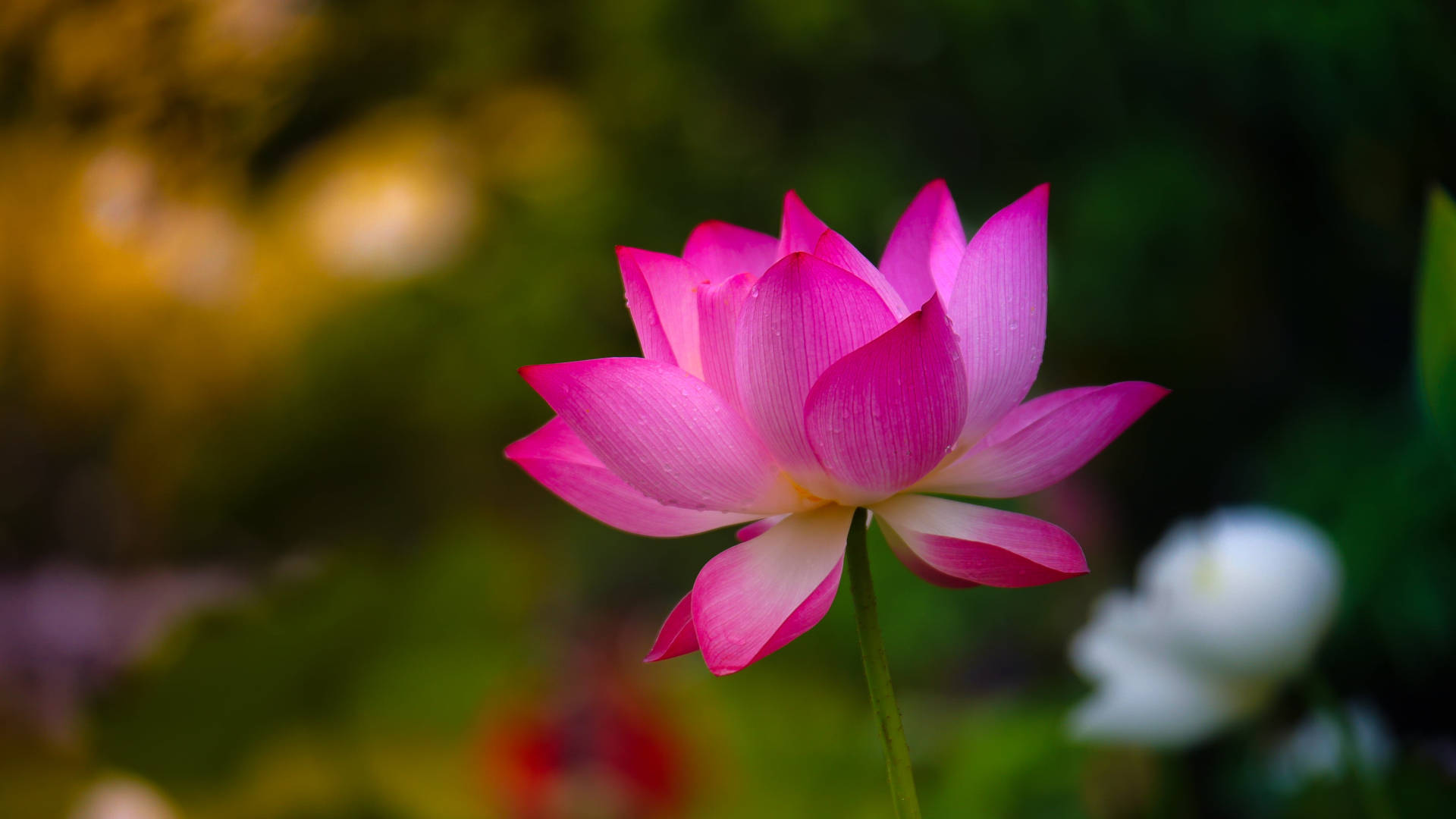 pink petals of lotus flower, lotus flower, vibrant pink, Full HD Desktop Wallpaper