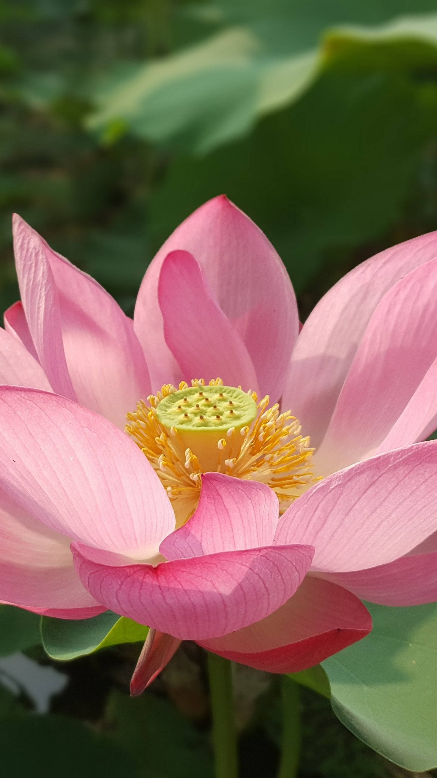 pink sacred lotus flower, vibrant pink lotus flower, delicate petals, 2K Phone Wallpaper