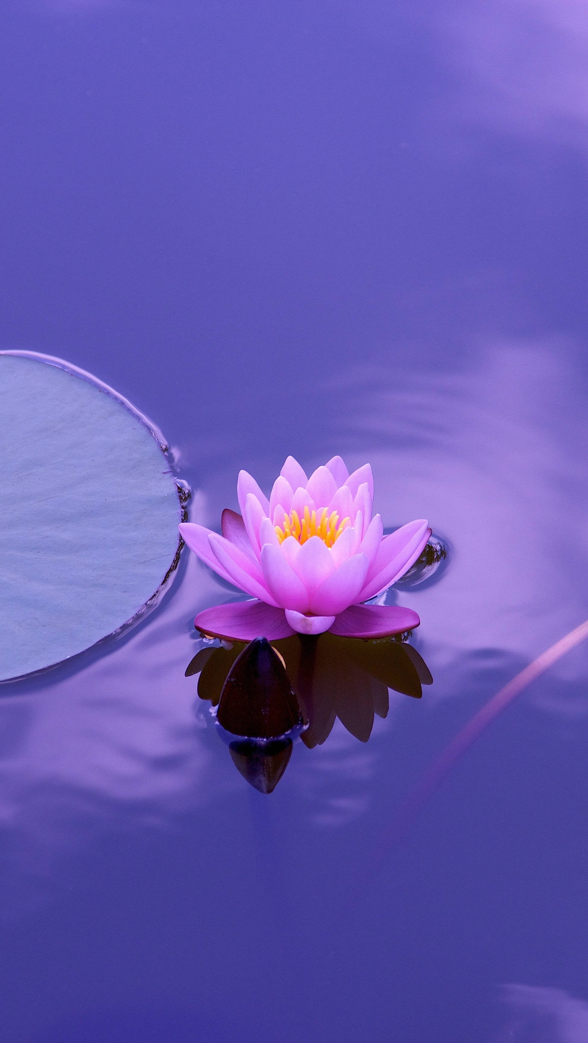 Lotus, purple aesthetic, pink water lily, 2K Phone Wallpaper