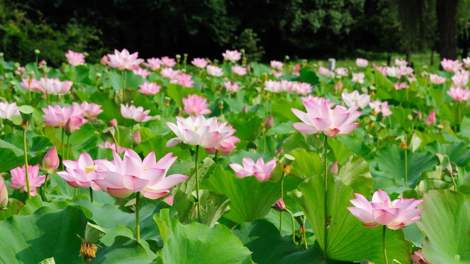 pale pink lotus flower field, pink lotus flowers, lush green lily pads, Full HD Desktop Wallpaper