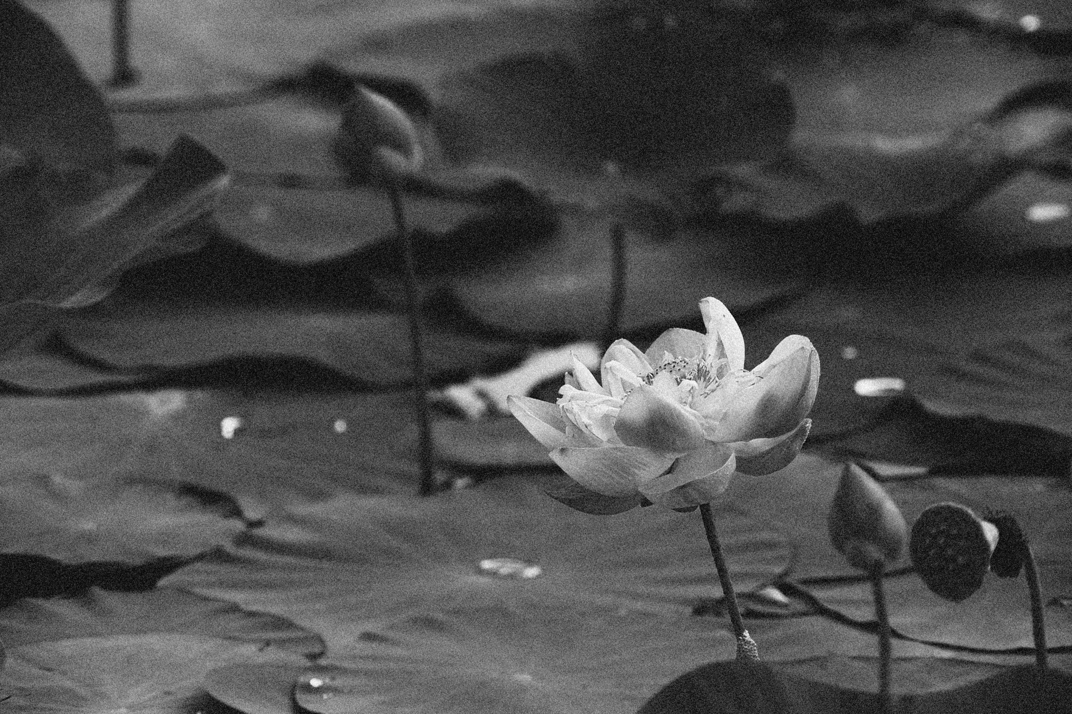 vintage lotus flower, lotus flower, lily pads, 2K Desktop Wallpaper