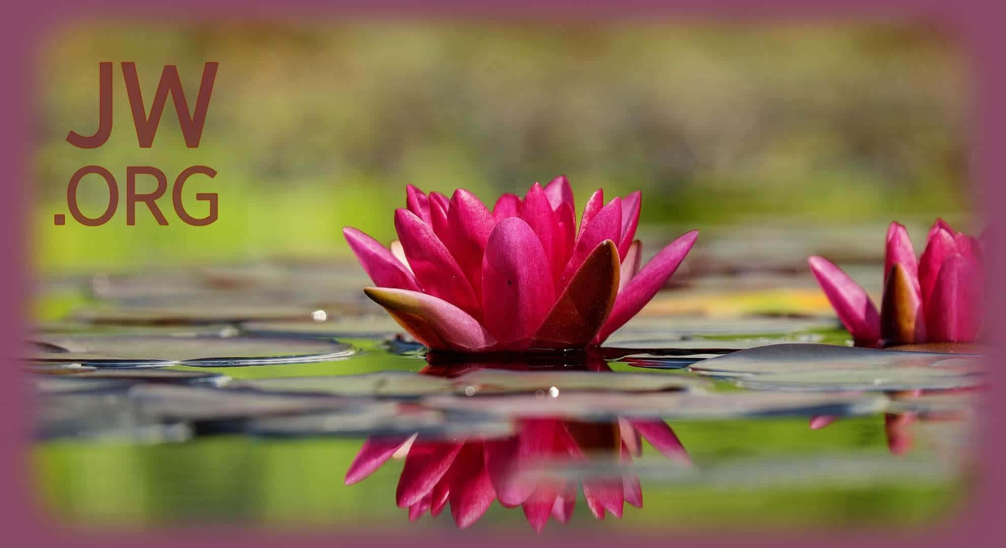 JWorg, lotus flower, vibrant pink water lily, Full HD Desktop Wallpaper