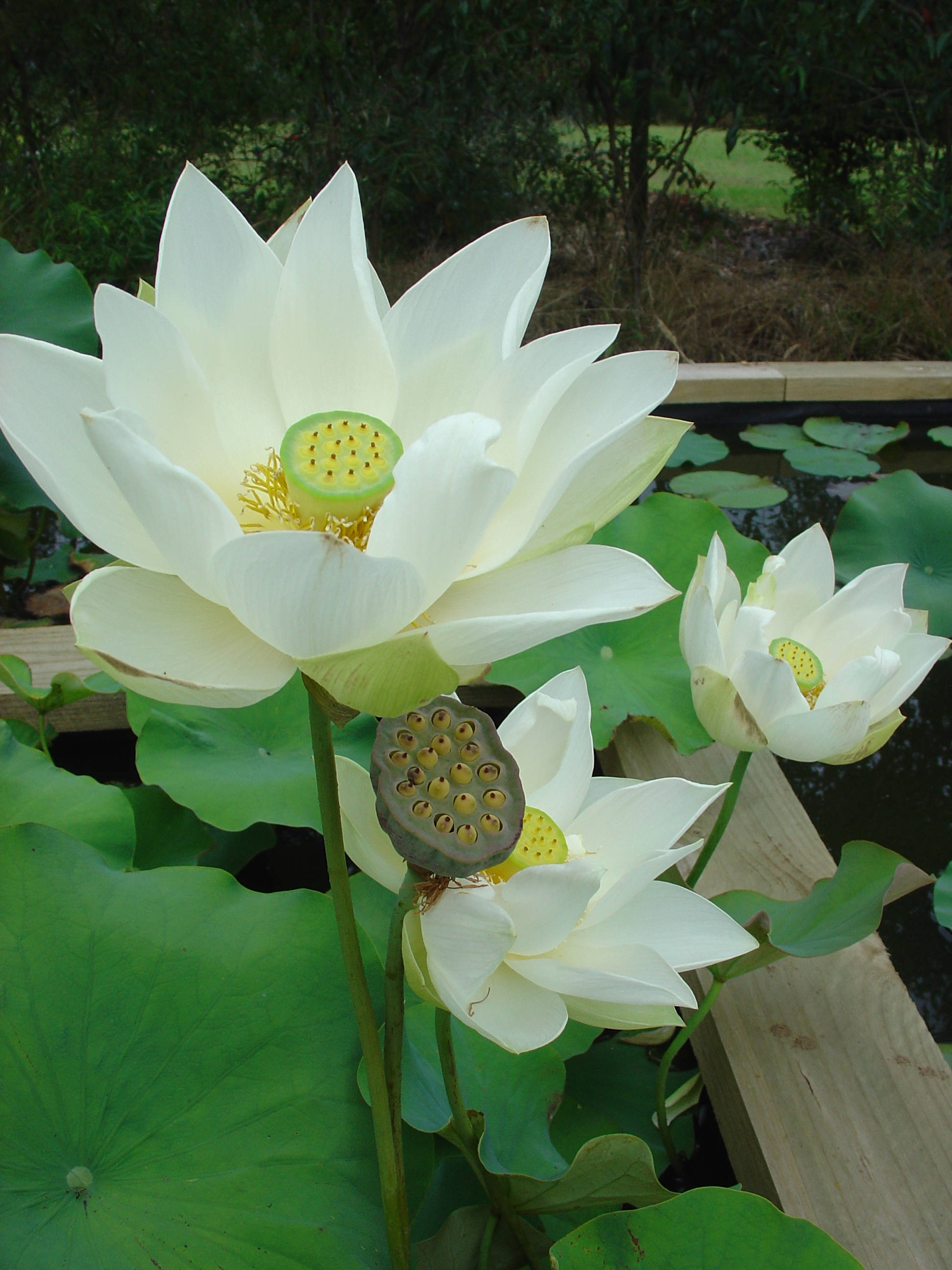 angel wings lotus flower, white lotus, lily pads, 2K Phone Wallpaper