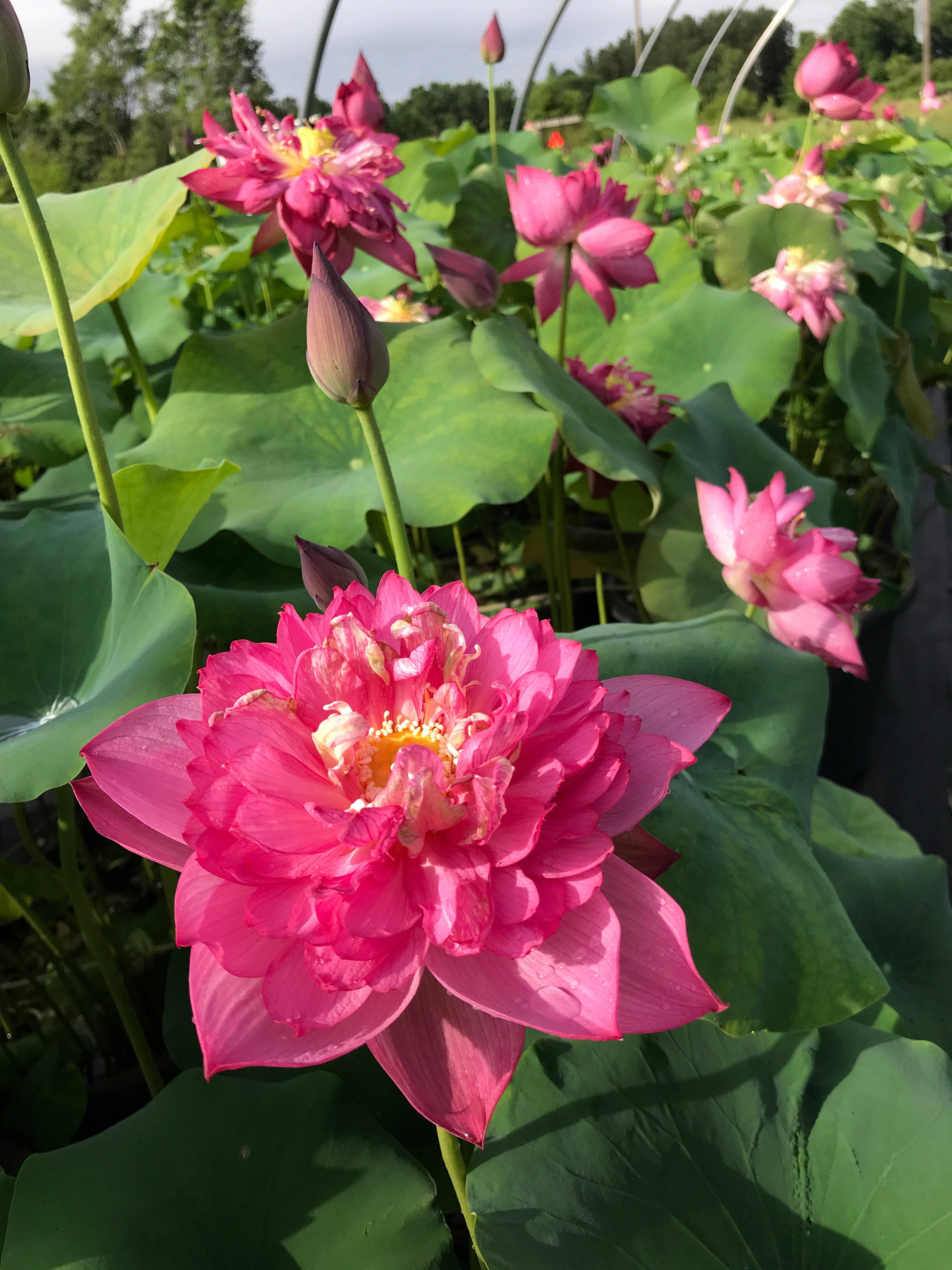 fuchsia lotus flower, vibrant pink lotus, lush green leaves, 4K Phone Wallpaper