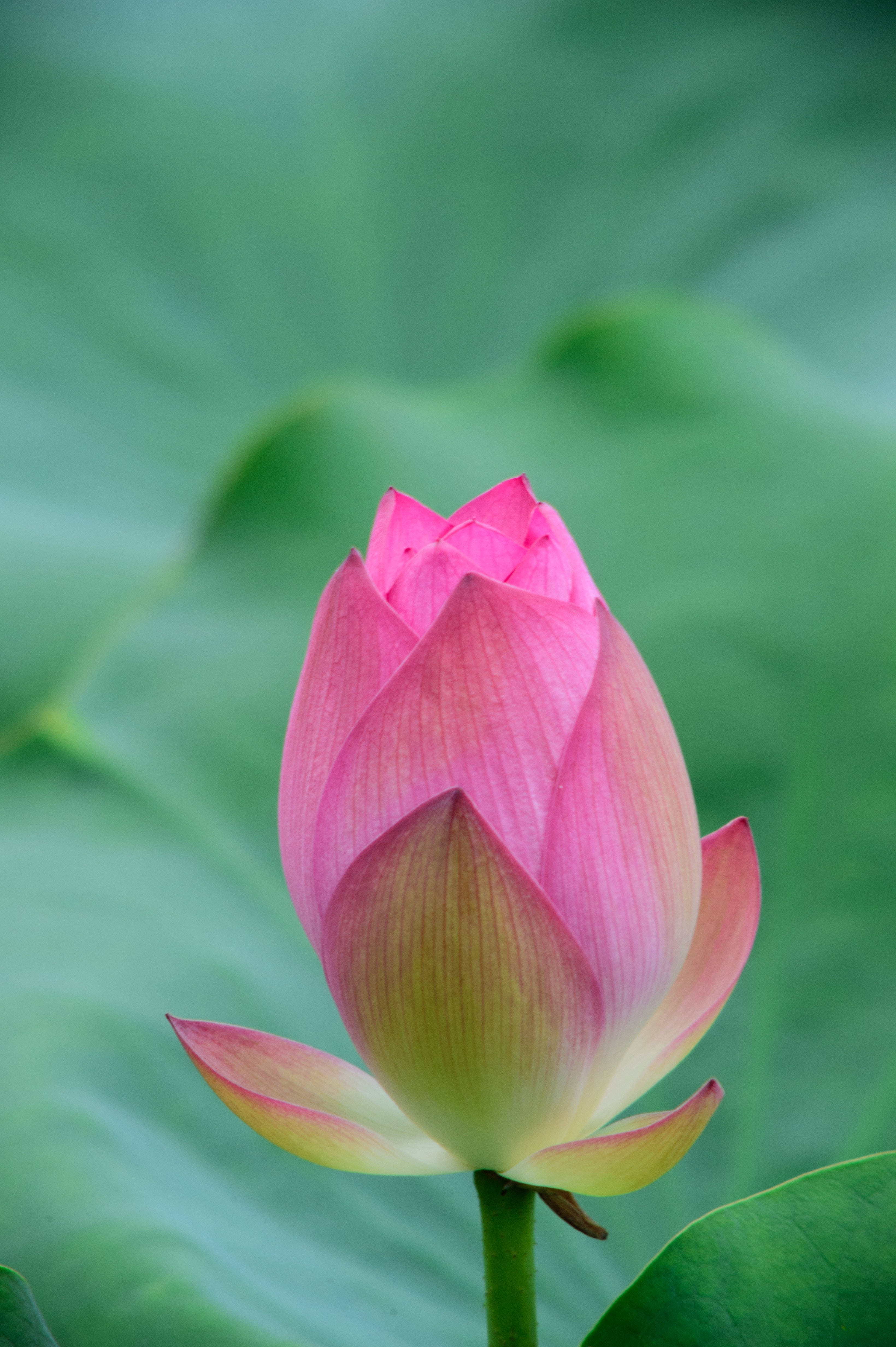 frankly scarlet lotus flower, pink lotus bud, soft green leafy backdrop, 4K Phone Wallpaper