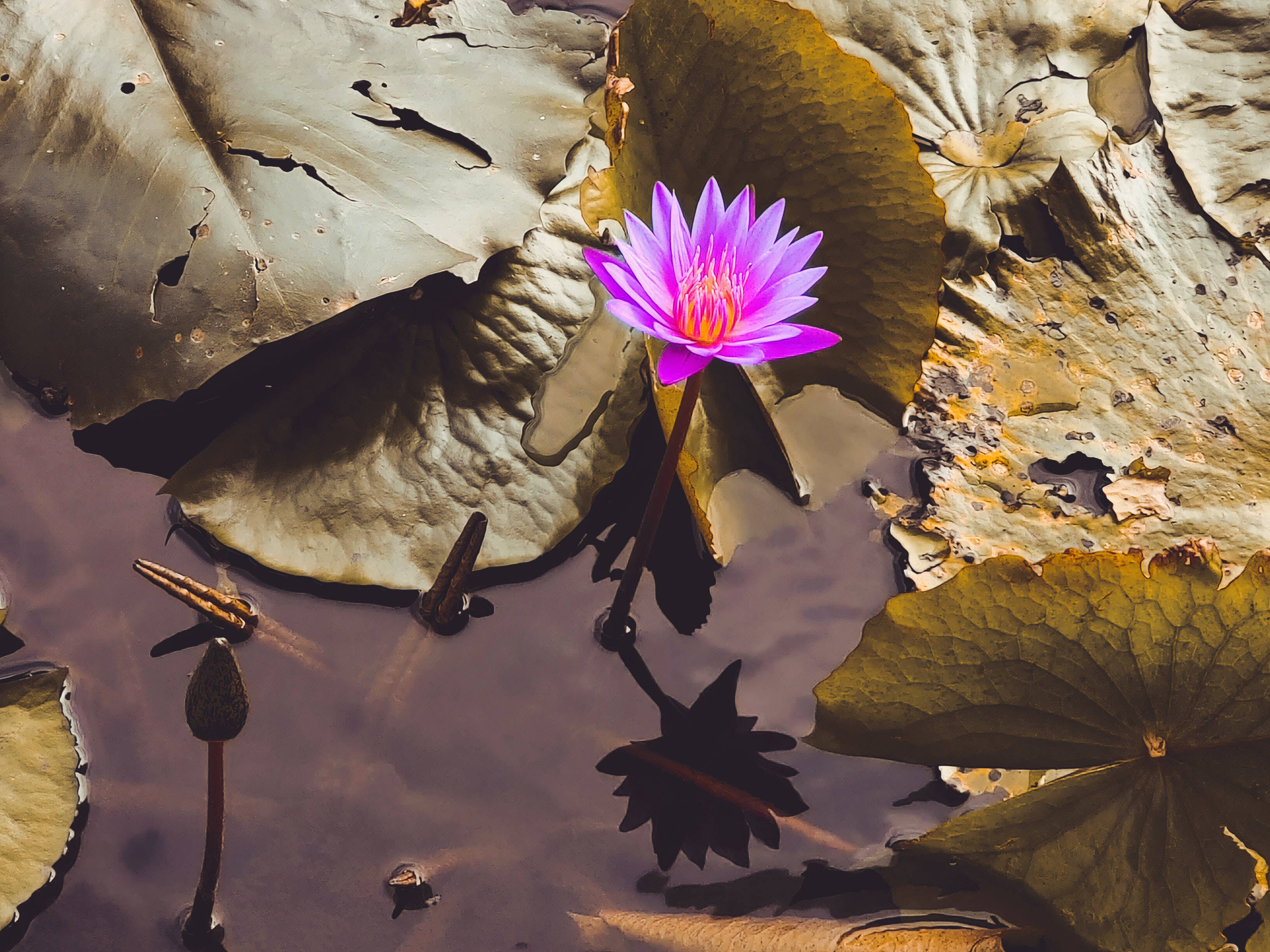 purple lotus flower, water lily, weathered lily pads, 2K Desktop Wallpaper