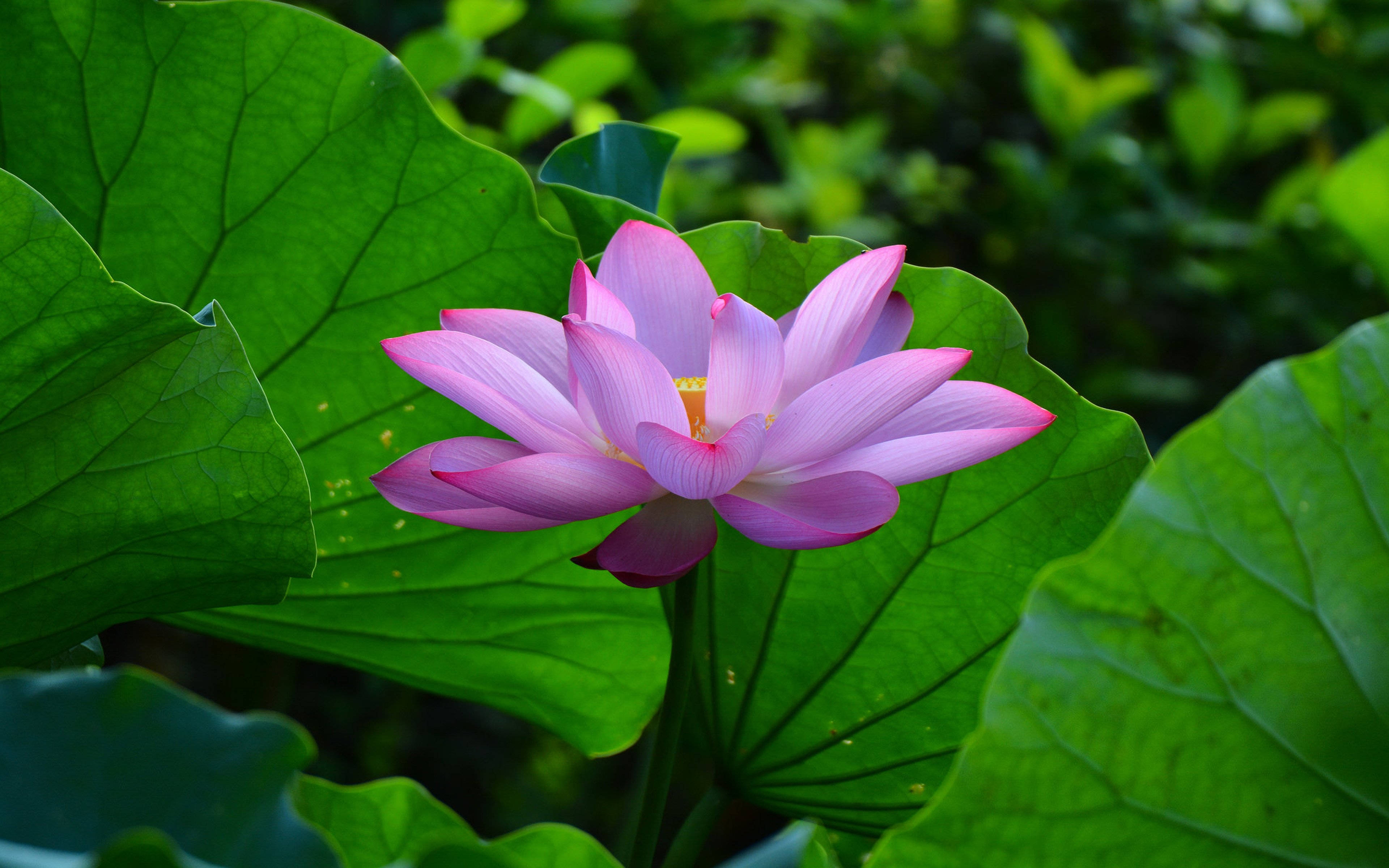 pastel pink, summer lotus, large green leaves, 4K Desktop Wallpaper