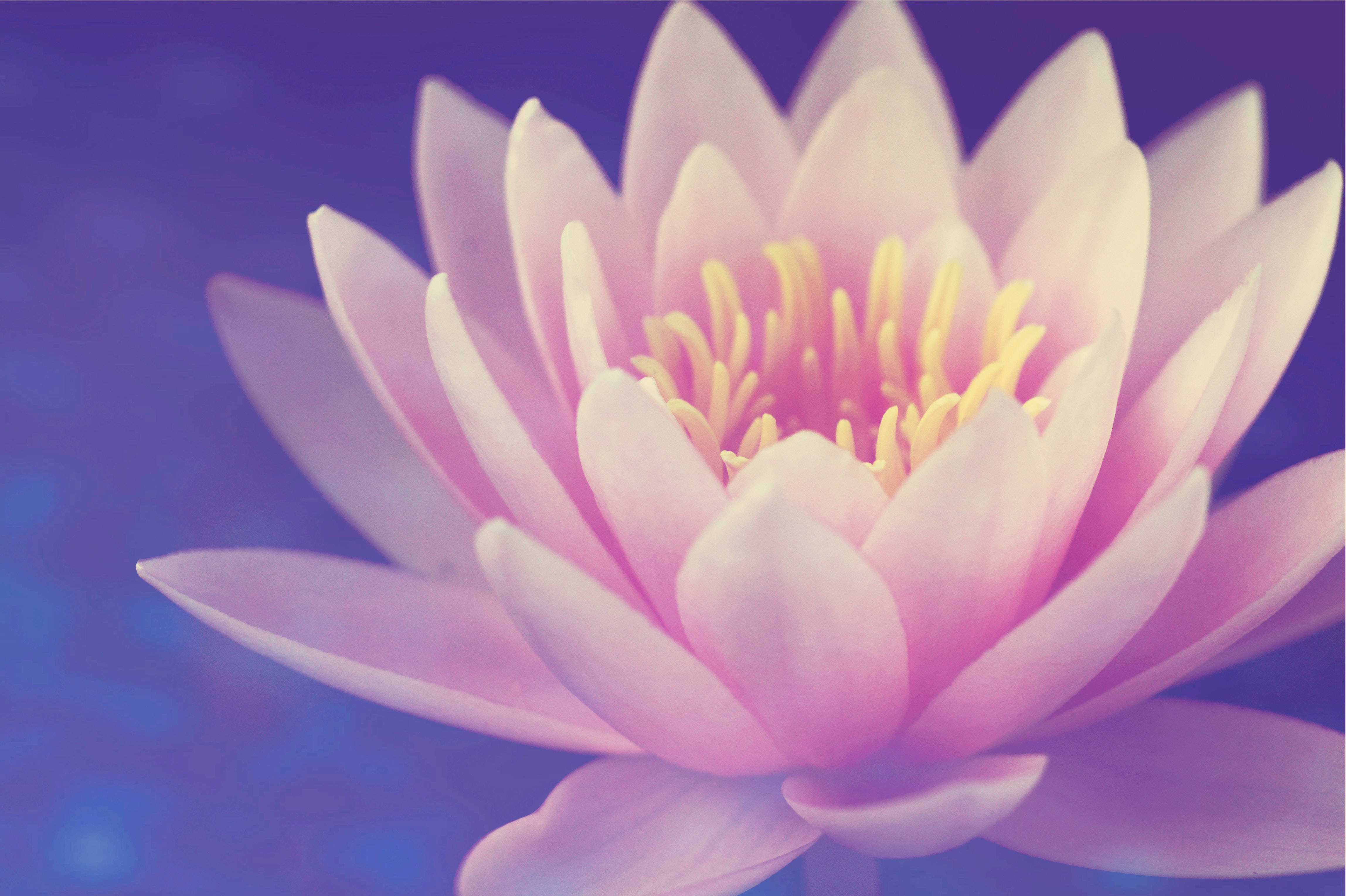 blossomed lotus flower, soft pink water lily, yellow stamens, 4K Desktop Wallpaper