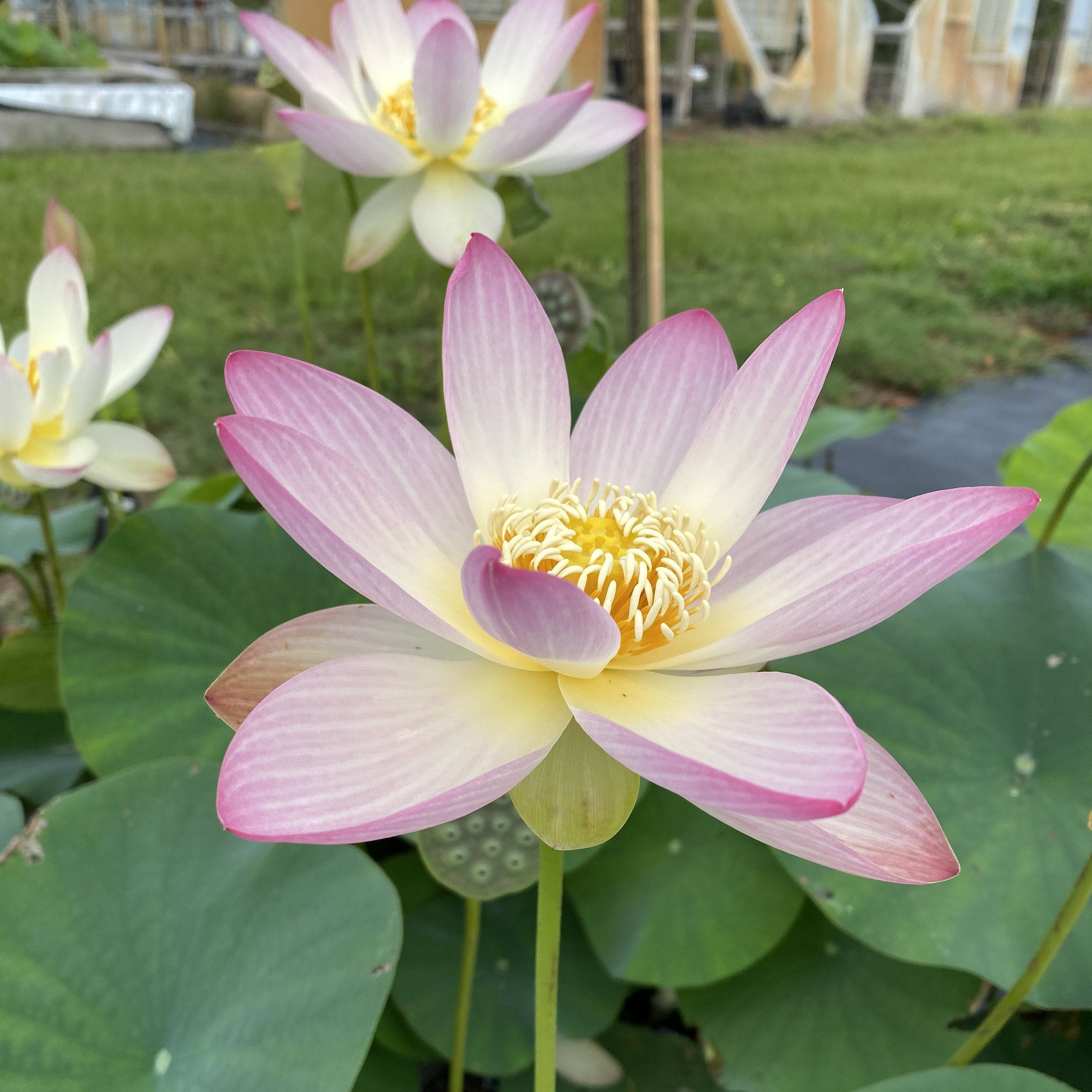 pink lotus flower, white lotus flower, green lily pads, 2K Desktop Wallpaper
