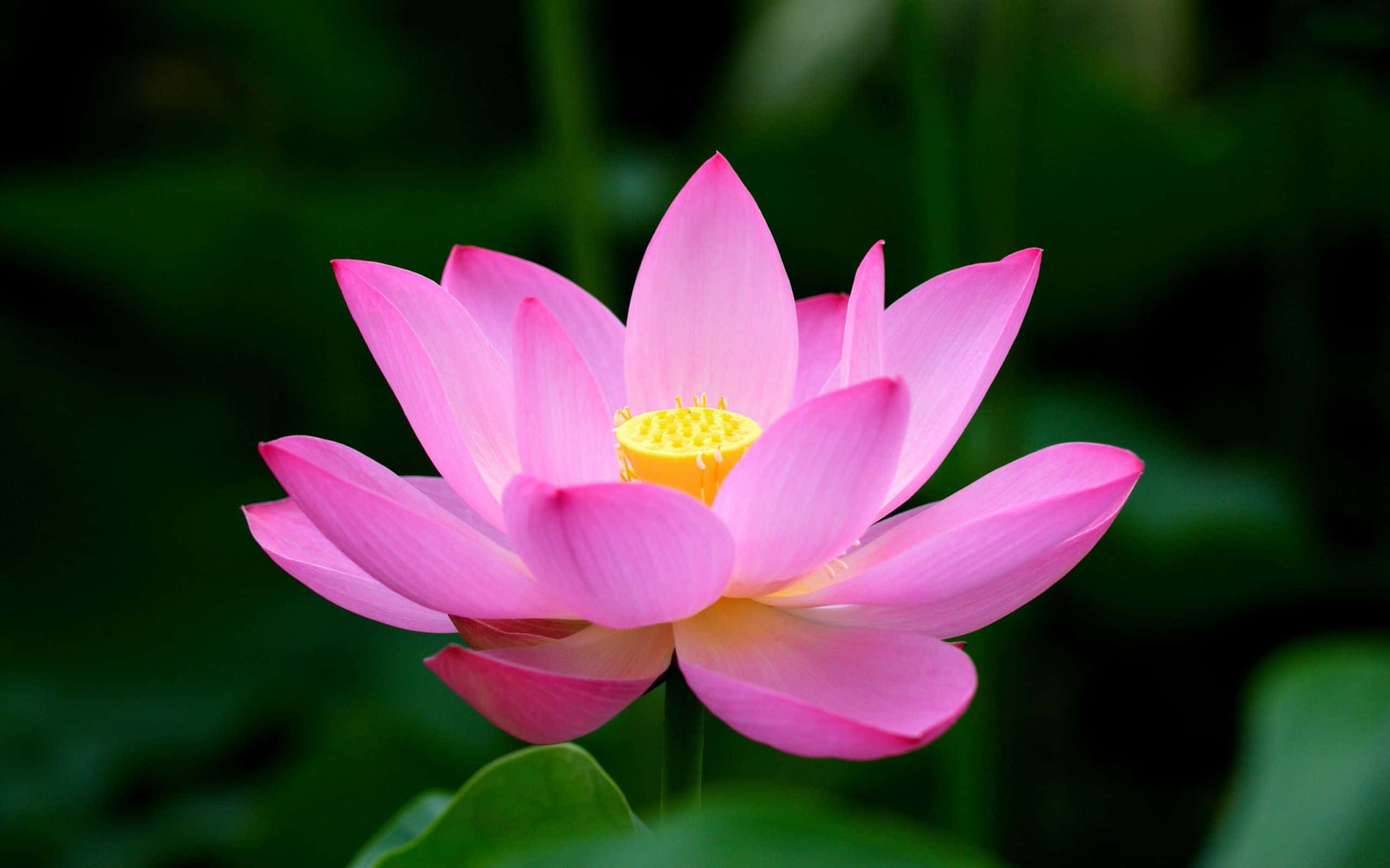 serene lotus blossom, pink lotus flower, yellow center, 2K Desktop Wallpaper