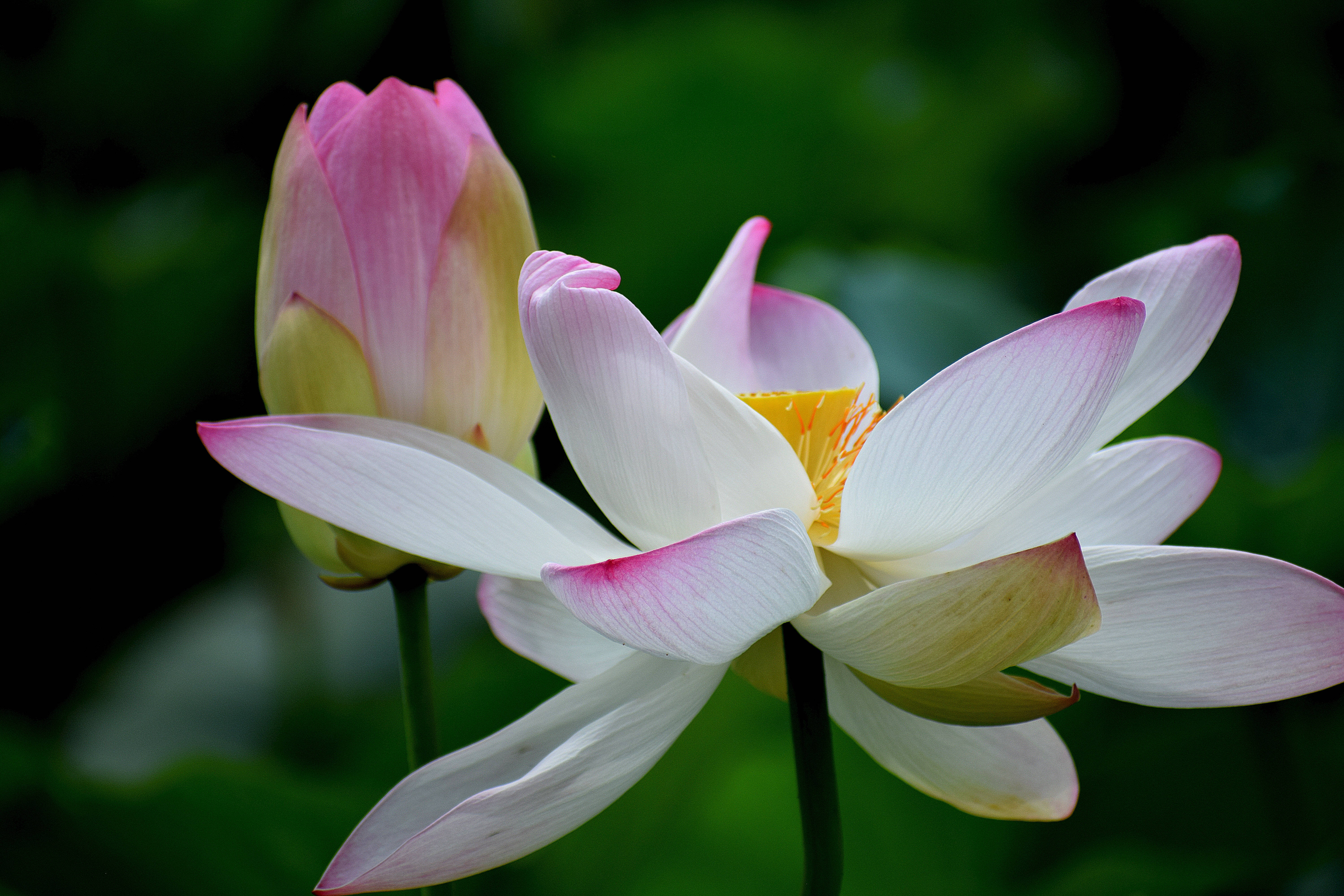 unbloomed lotus flower, white lotus, pink-tipped petals, 5K Desktop Wallpaper