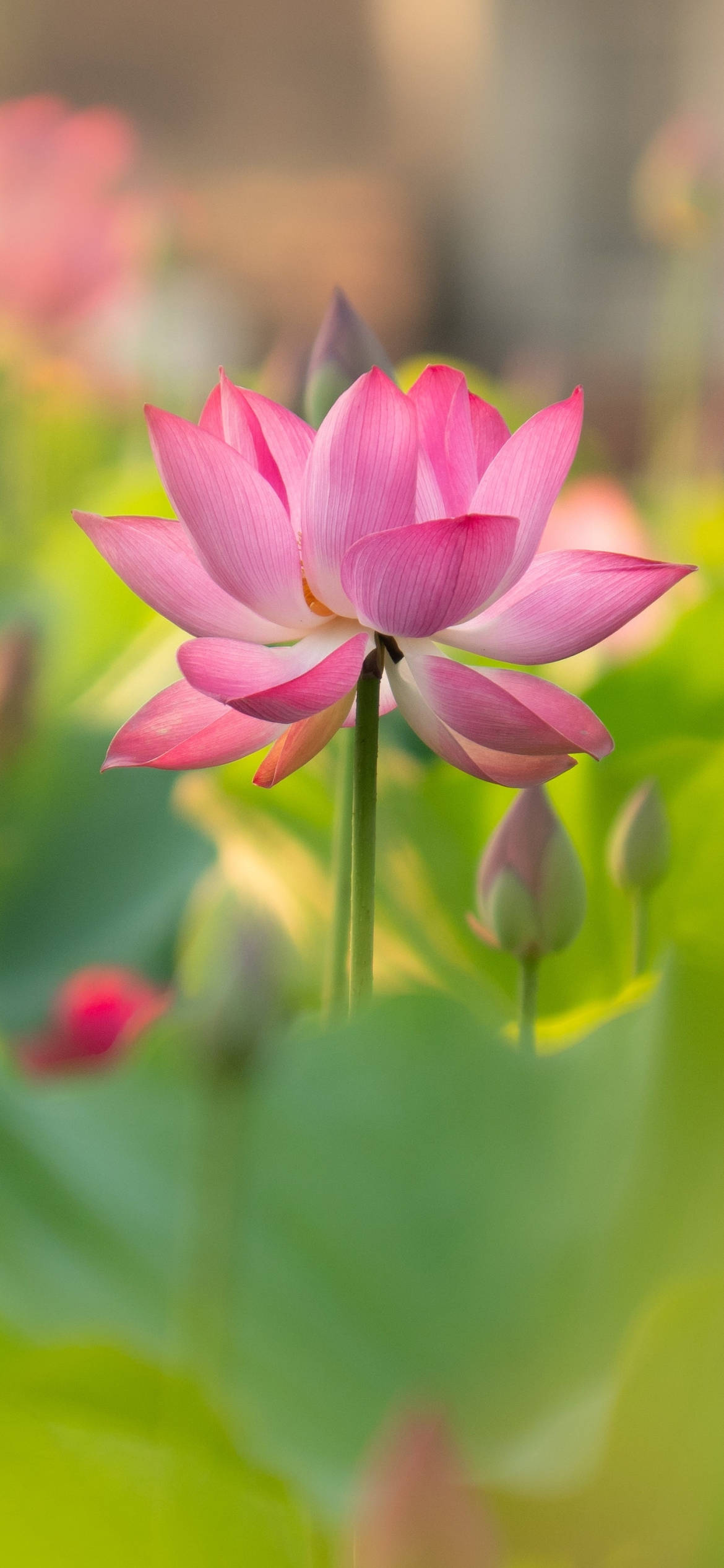 budding lotus flower, vibrant pink lotus flower, lush green leaves, Full HD Phone Wallpaper