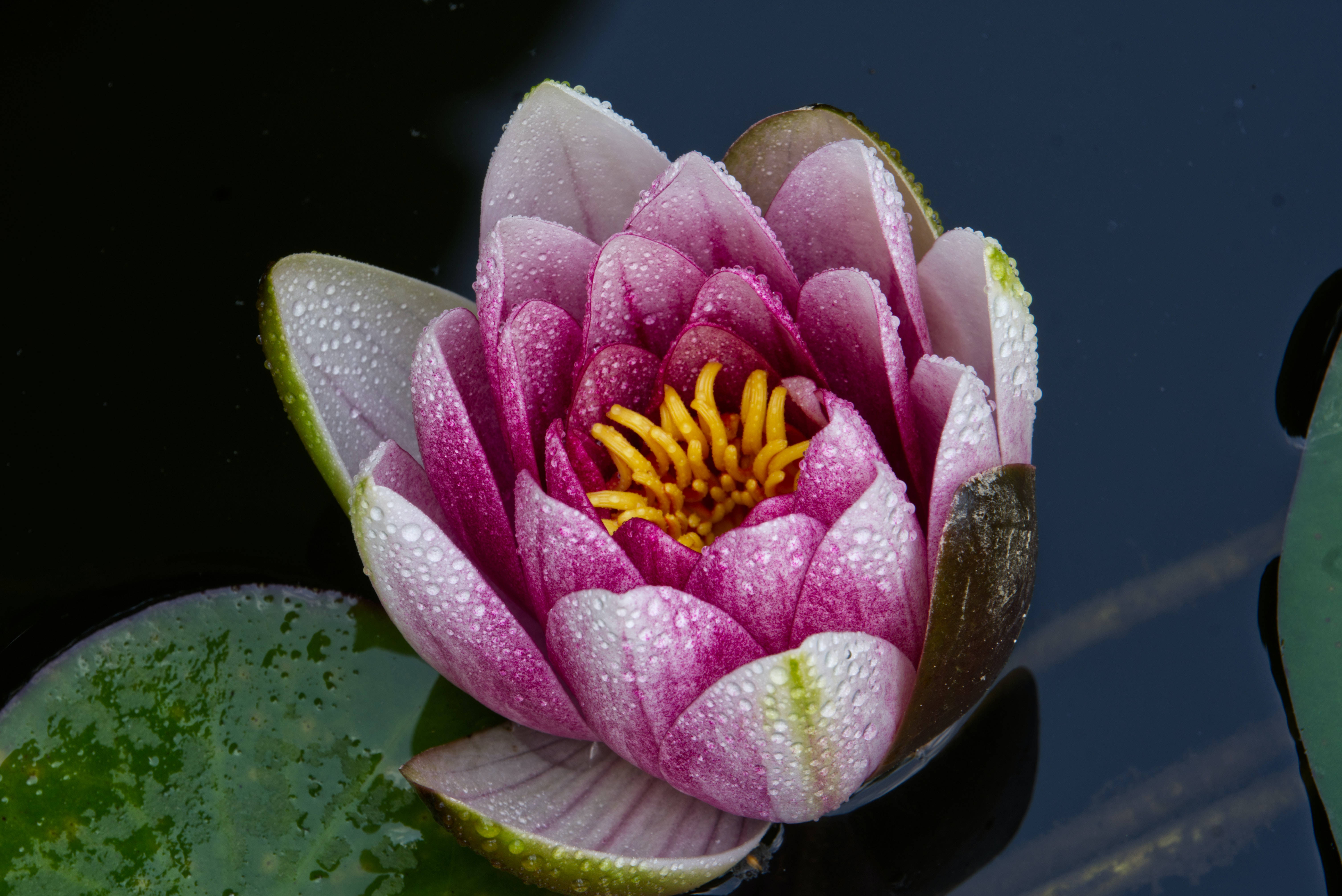 blooming lotus flower, vibrant pink water lily, dew drops, 5K Desktop Wallpaper