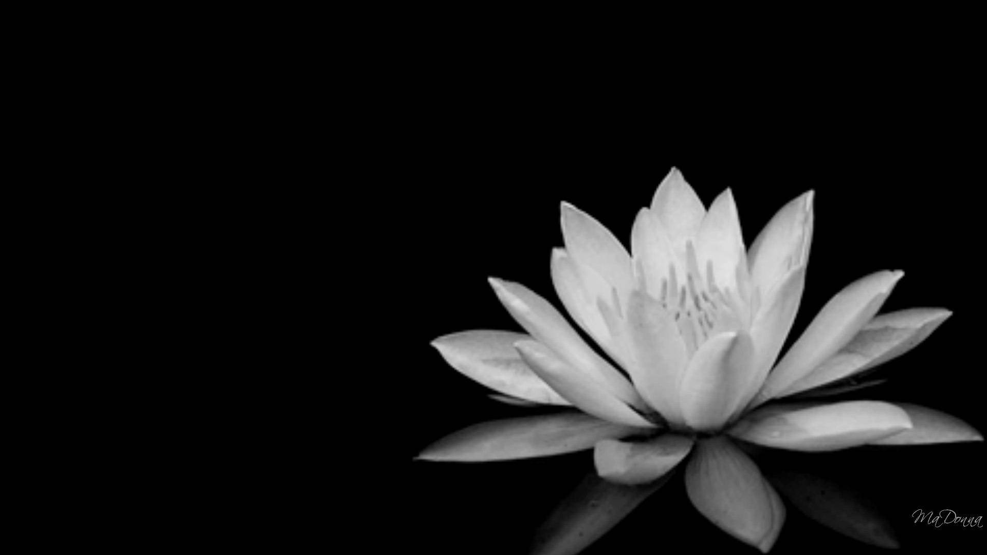 black and white lotus flower, white water lily, void-like background, Full HD Desktop Wallpaper