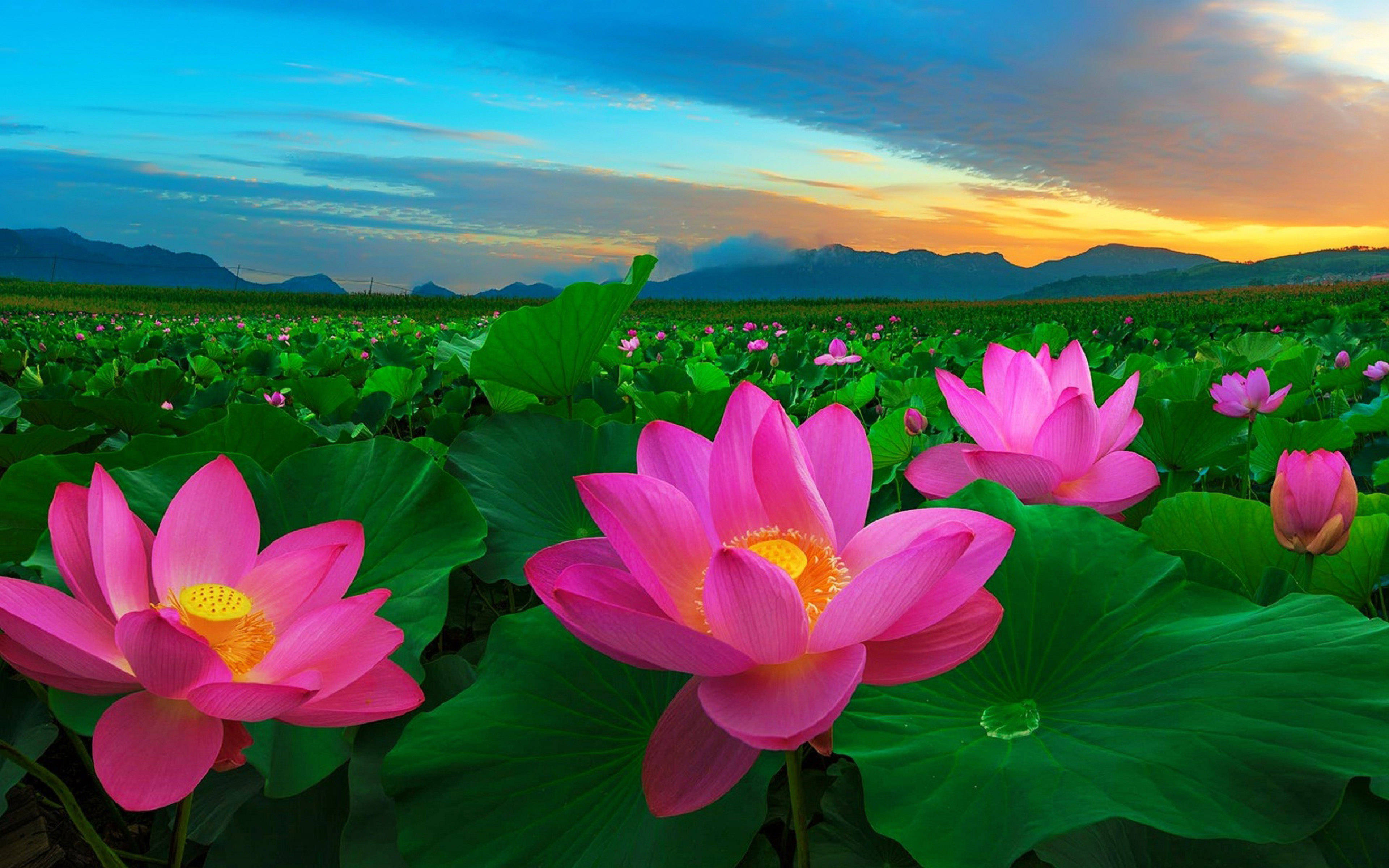 Lotus flower, sunset, field of lotus, 4K Desktop Wallpaper