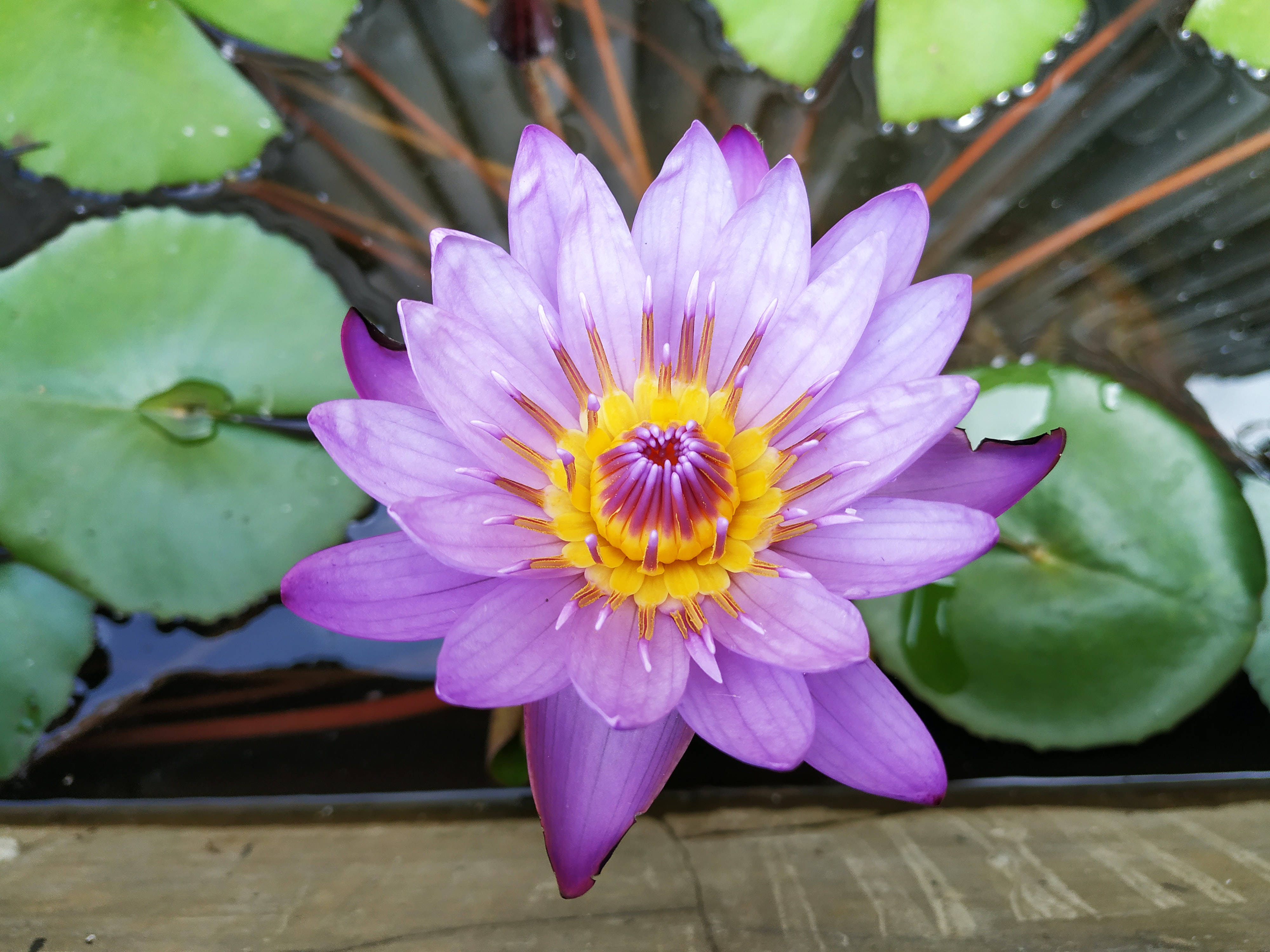 purple water lily, yellow center, green lily pads, 4K Desktop Wallpaper