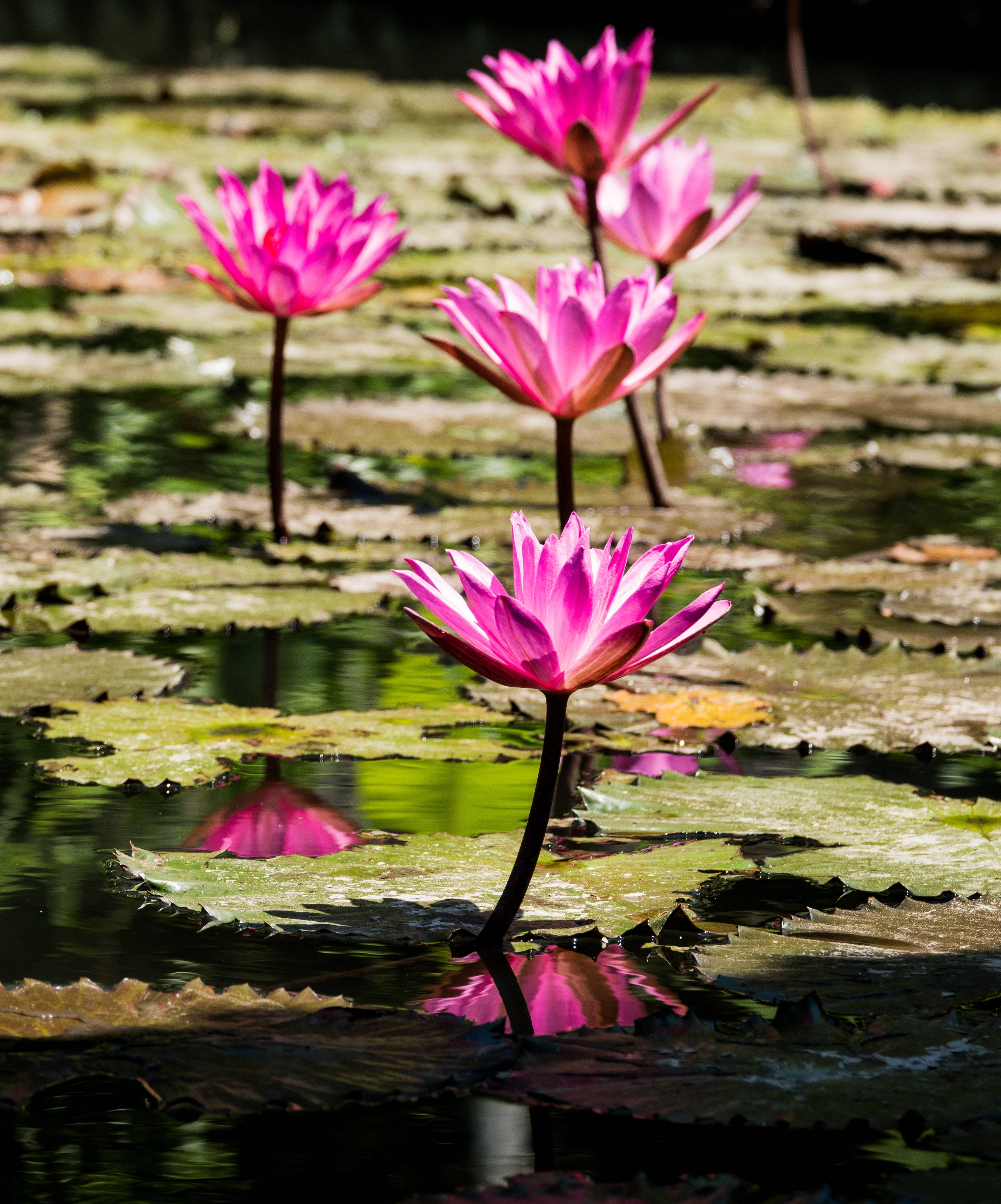 pink sacred lotus flower, vibrant pink water lilies, green lily pads, 4K Phone Wallpaper