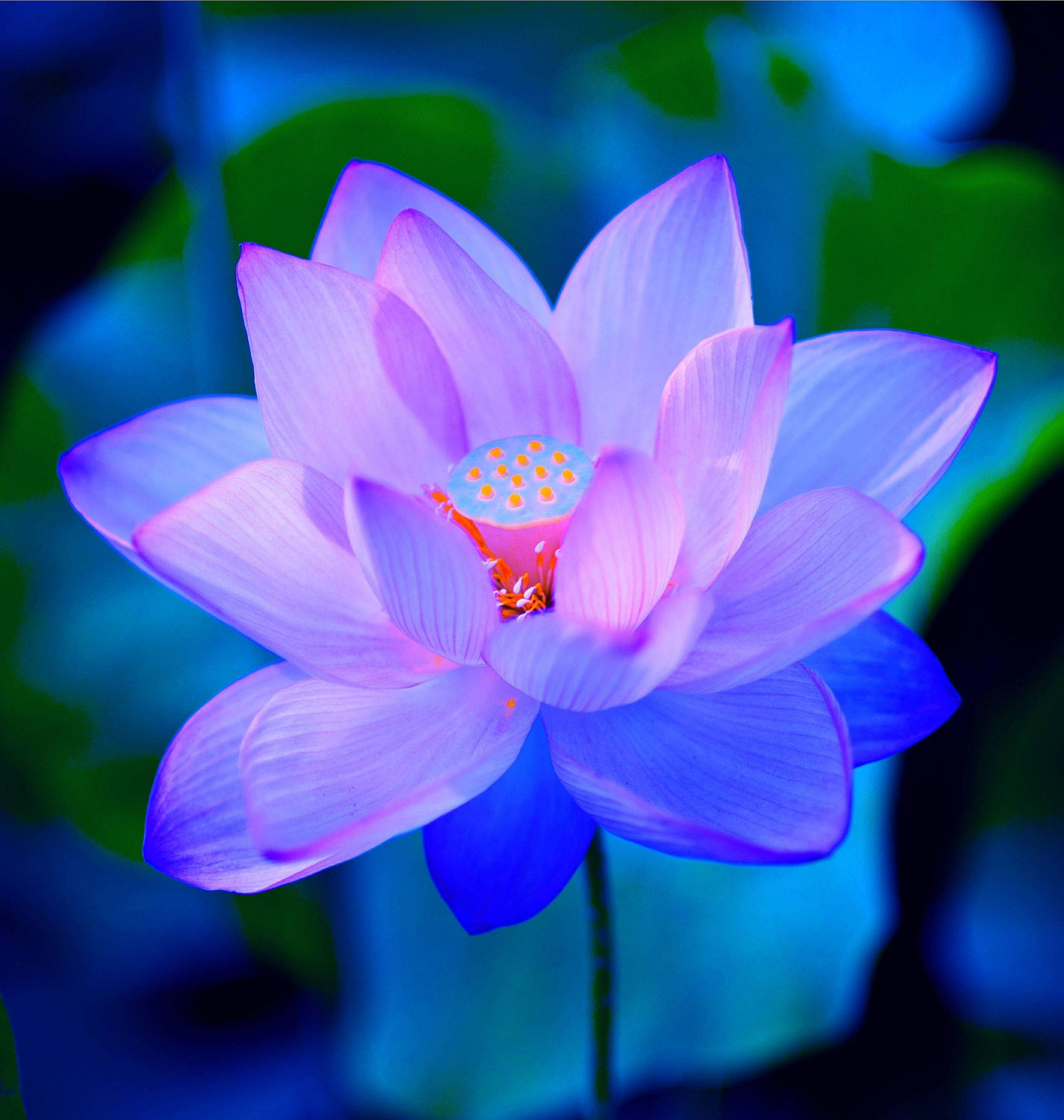 painted lotus flower, vibrant purple, glowing blue petals, Full HD Phone Wallpaper