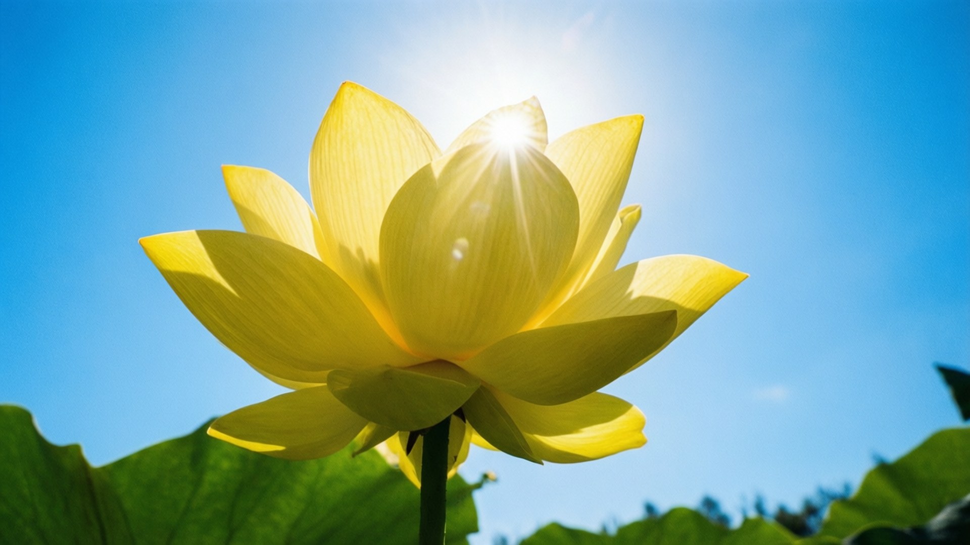 yellow lotus, clear blue sky, sun shining brightly, Full HD Desktop Wallpaper