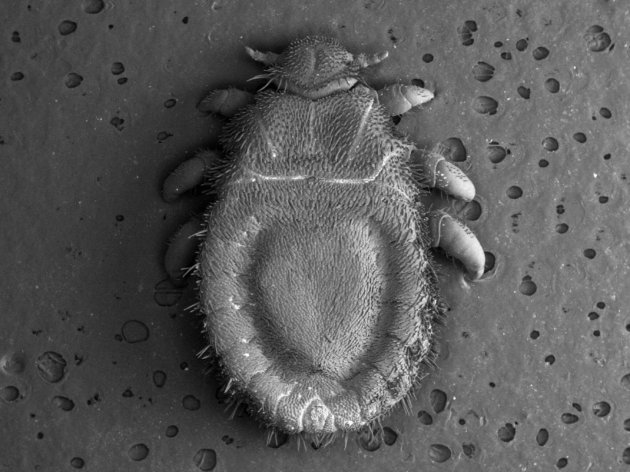 crab louse, grayscale, black and white macro photograph, Full HD Desktop Wallpaper