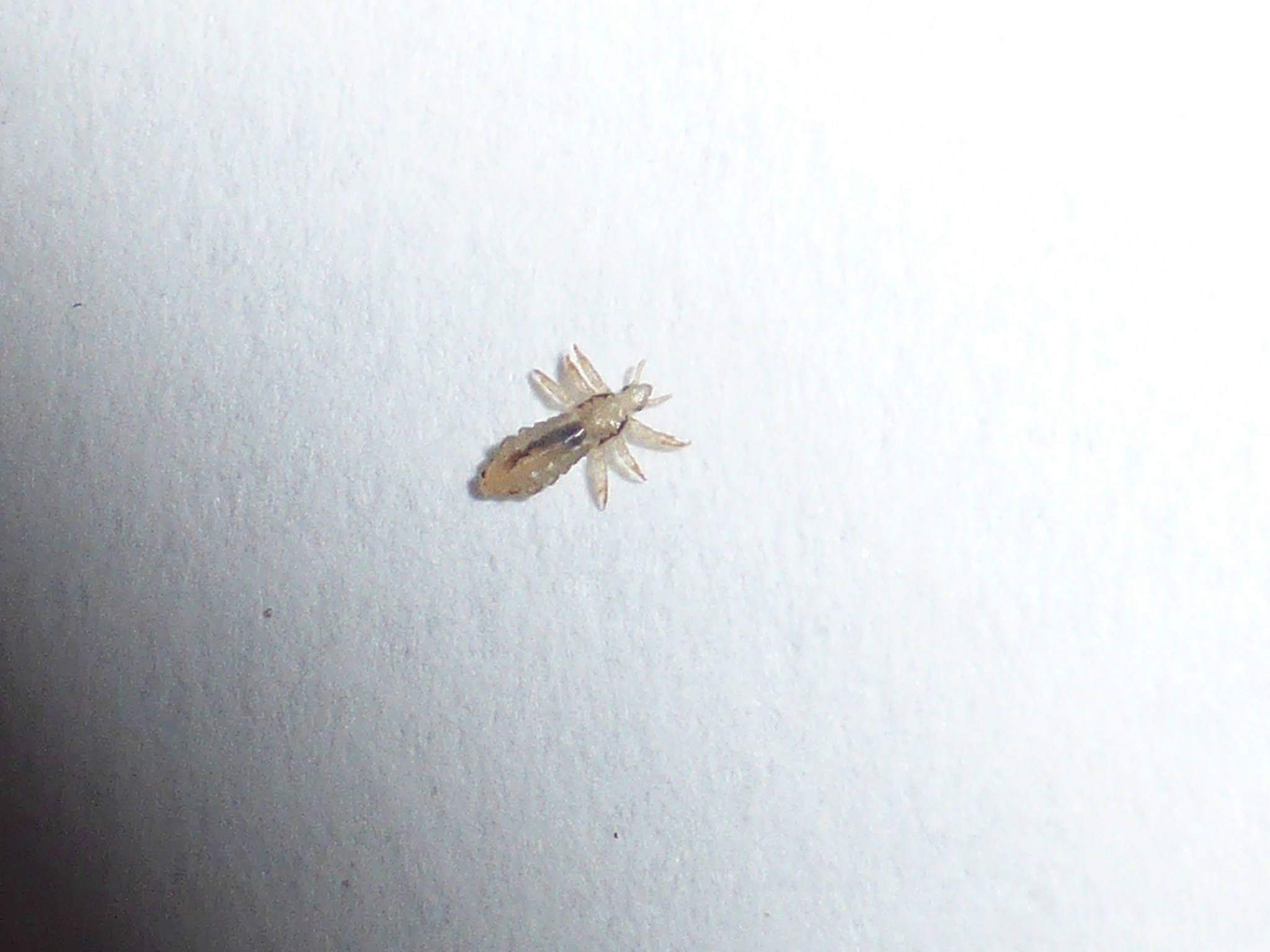 small white louse, translucent louse, plain white textured surface, Full HD Desktop Wallpaper