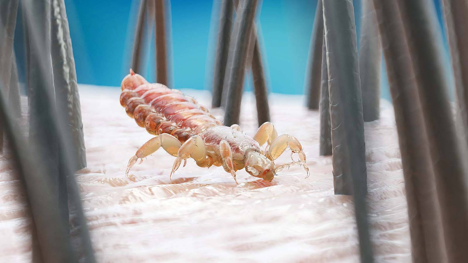 nasty head louse, 3d-render, human hair strands, HD Desktop Wallpaper